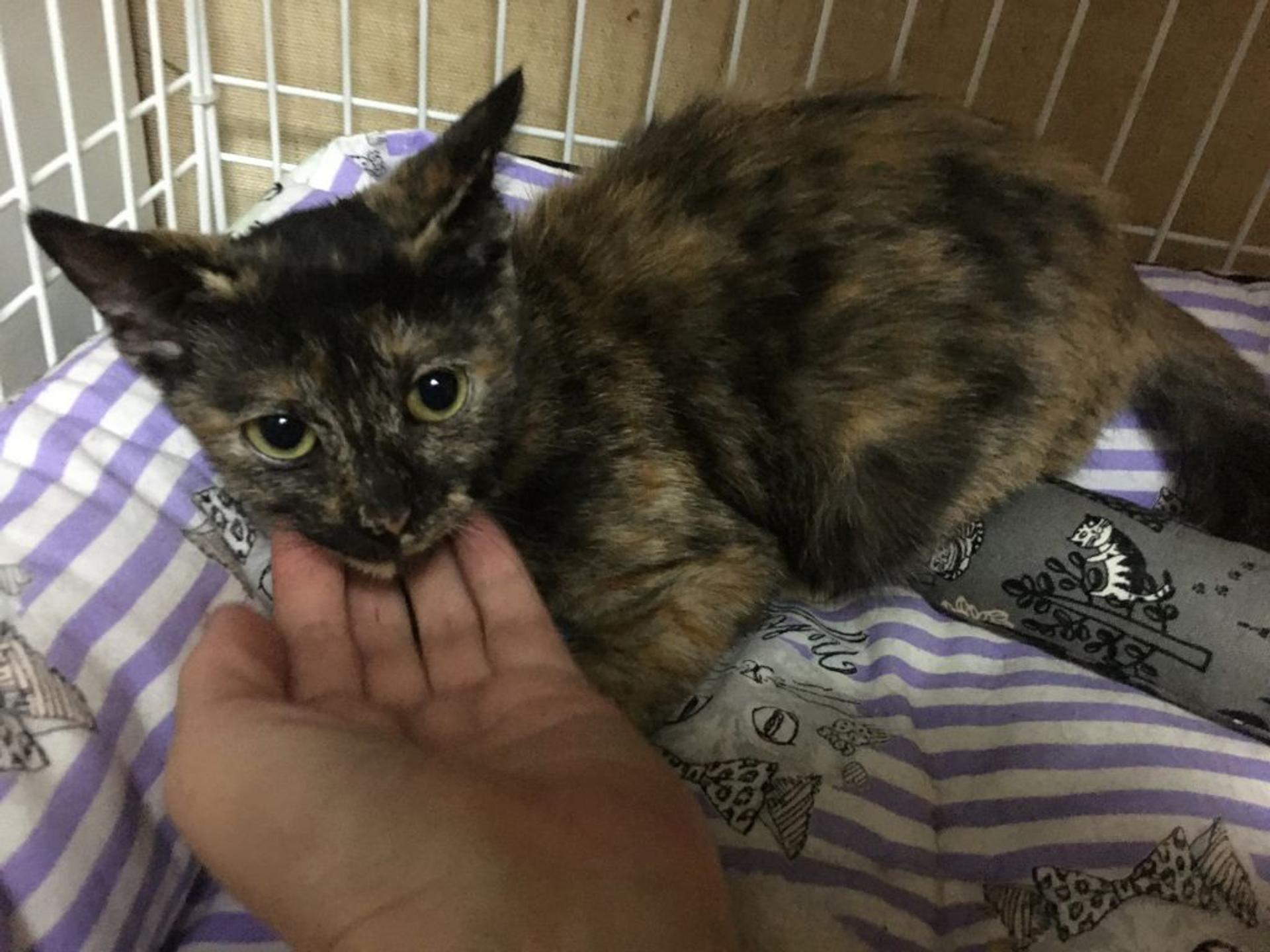 pet-image-4
