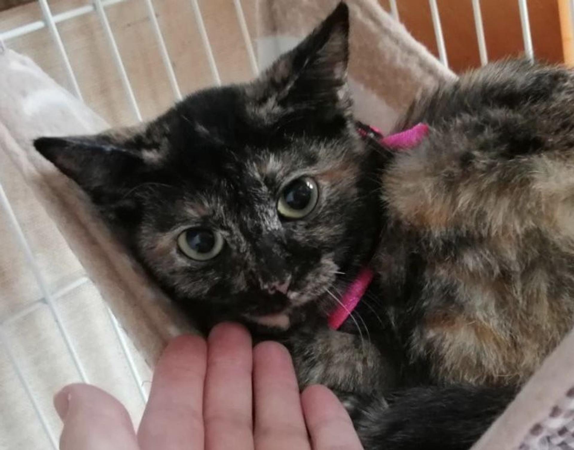 pet-image-2