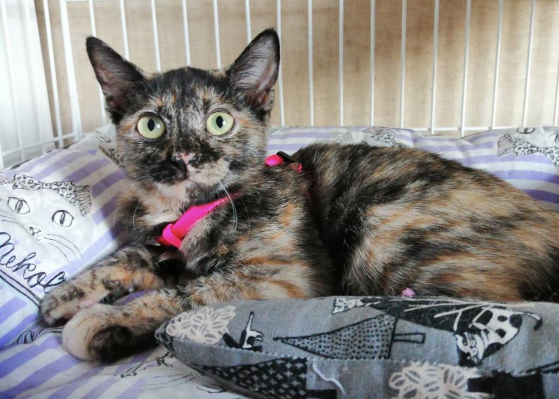 pet-image-3