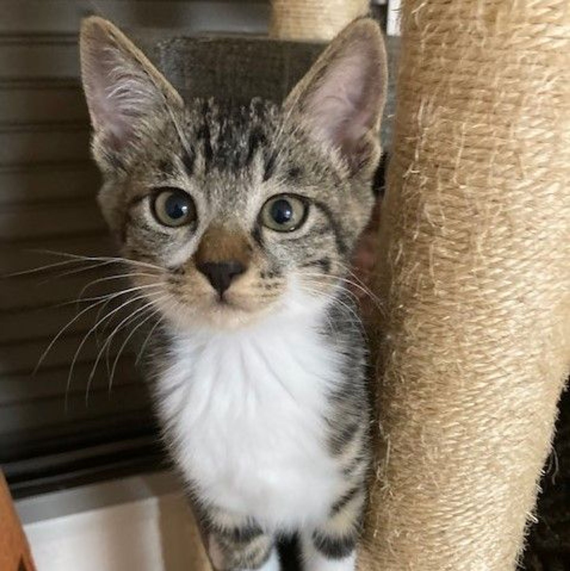 雑種（ミックス猫）・メスの里親募集の写真