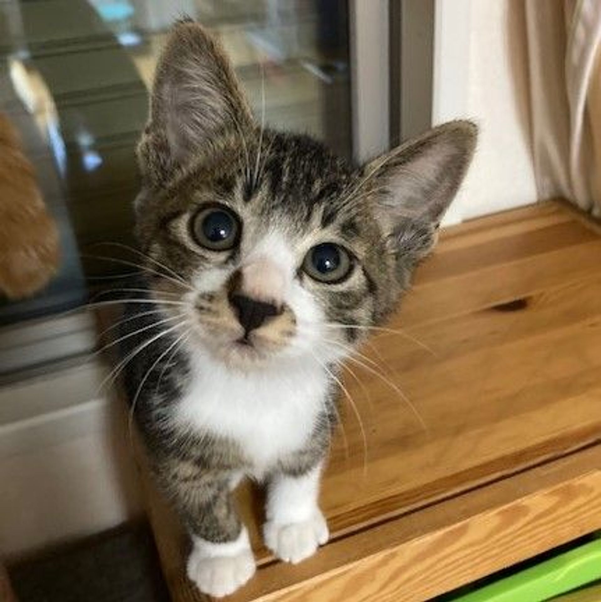 雑種（ミックス猫）・オスの里親募集の写真