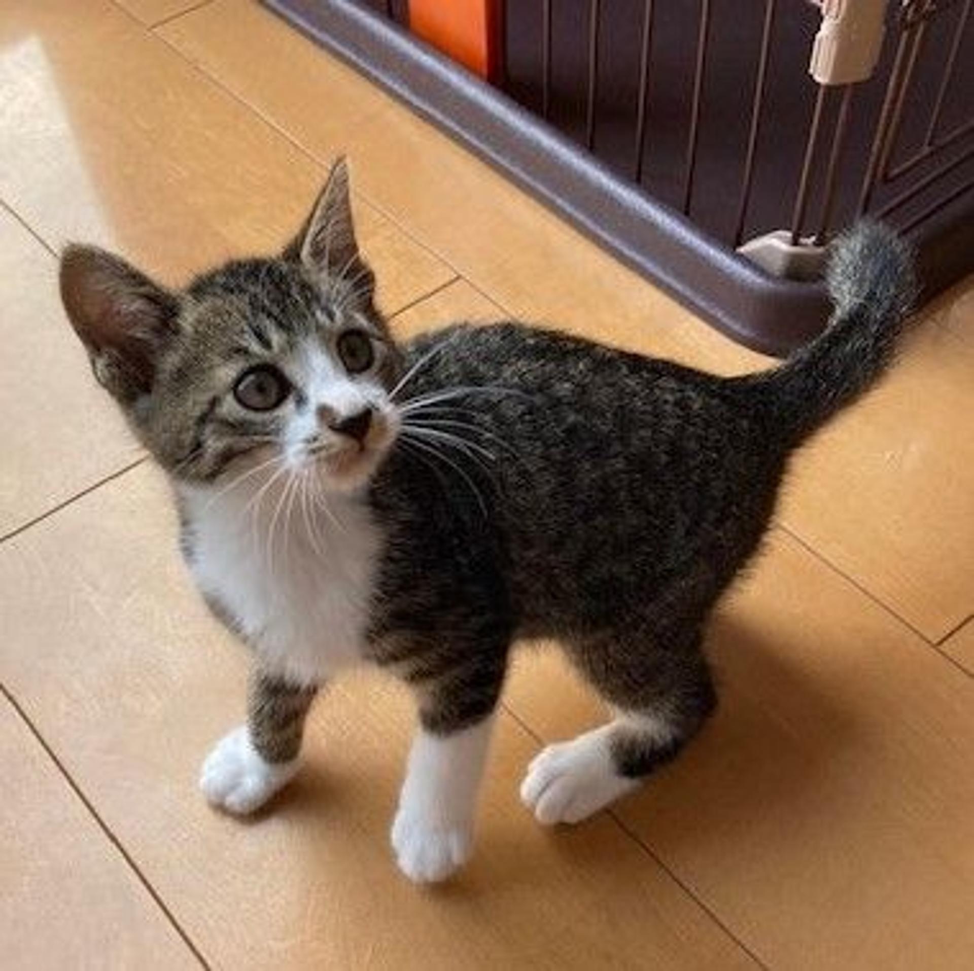 pet-image-6
