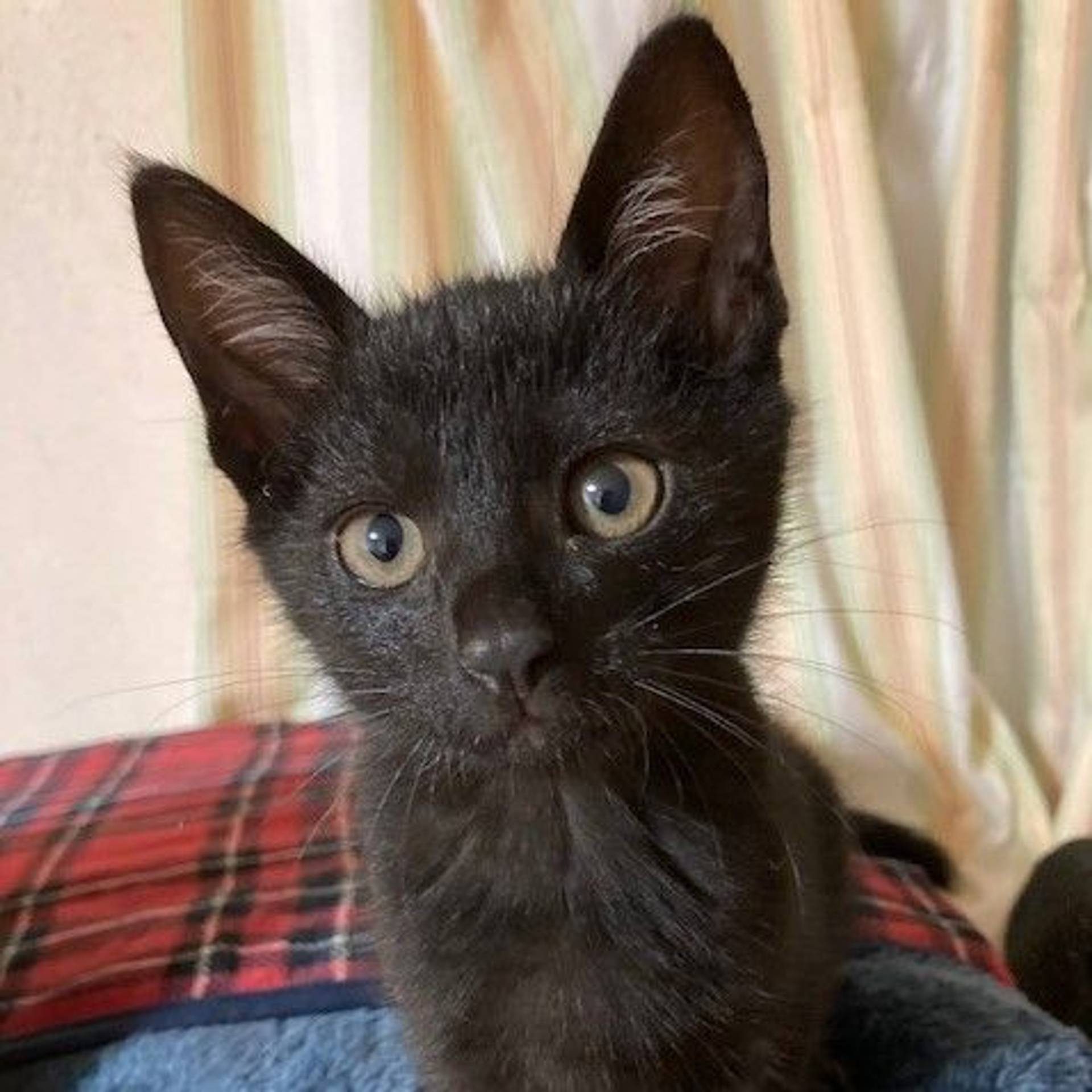 雑種（ミックス猫）・オスの里親募集の写真