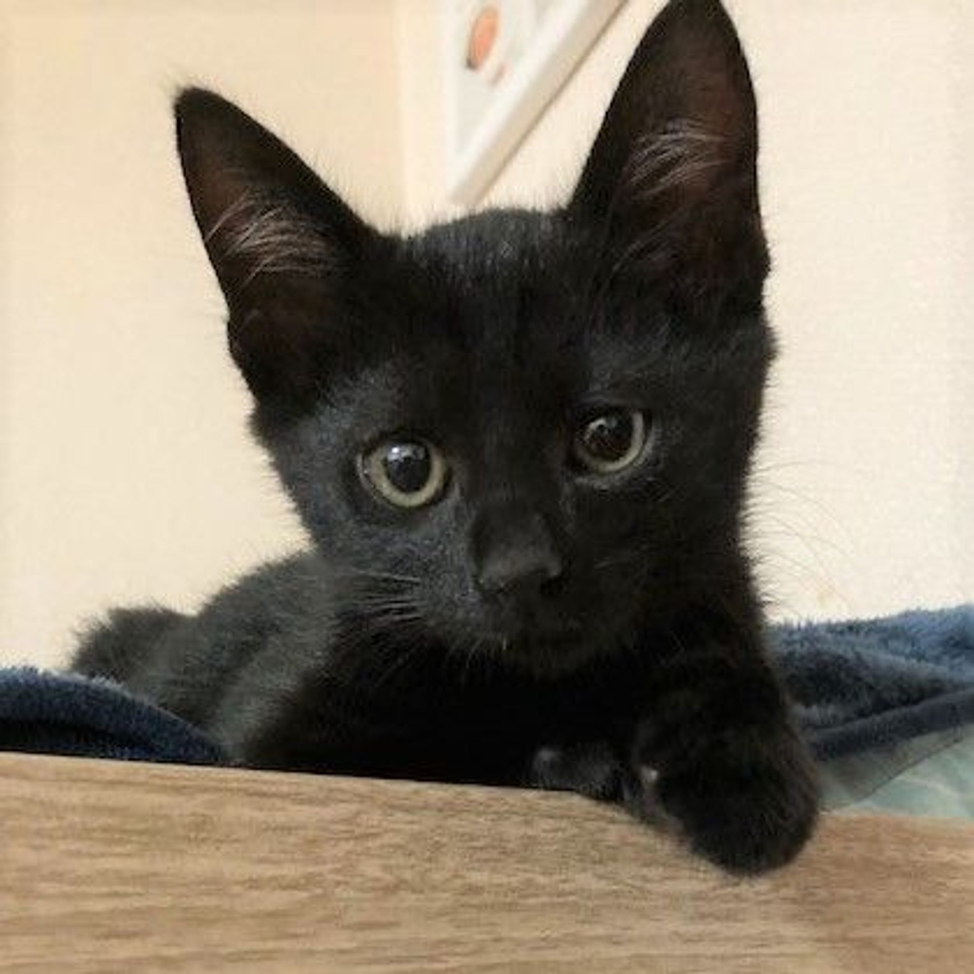 雑種（ミックス猫）・オスの里親募集の写真