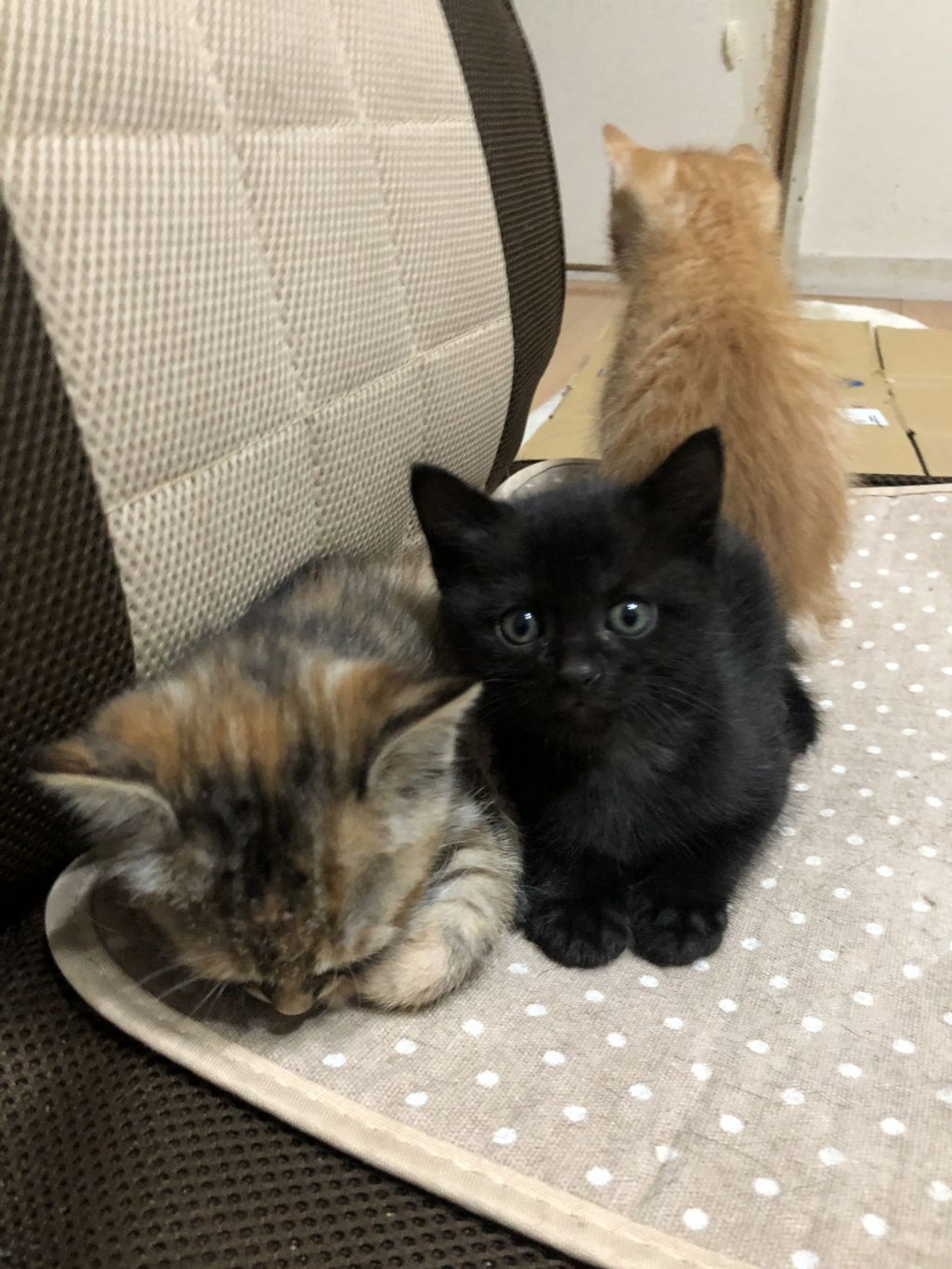 雑種（ミックス猫）・オスの里親募集の写真