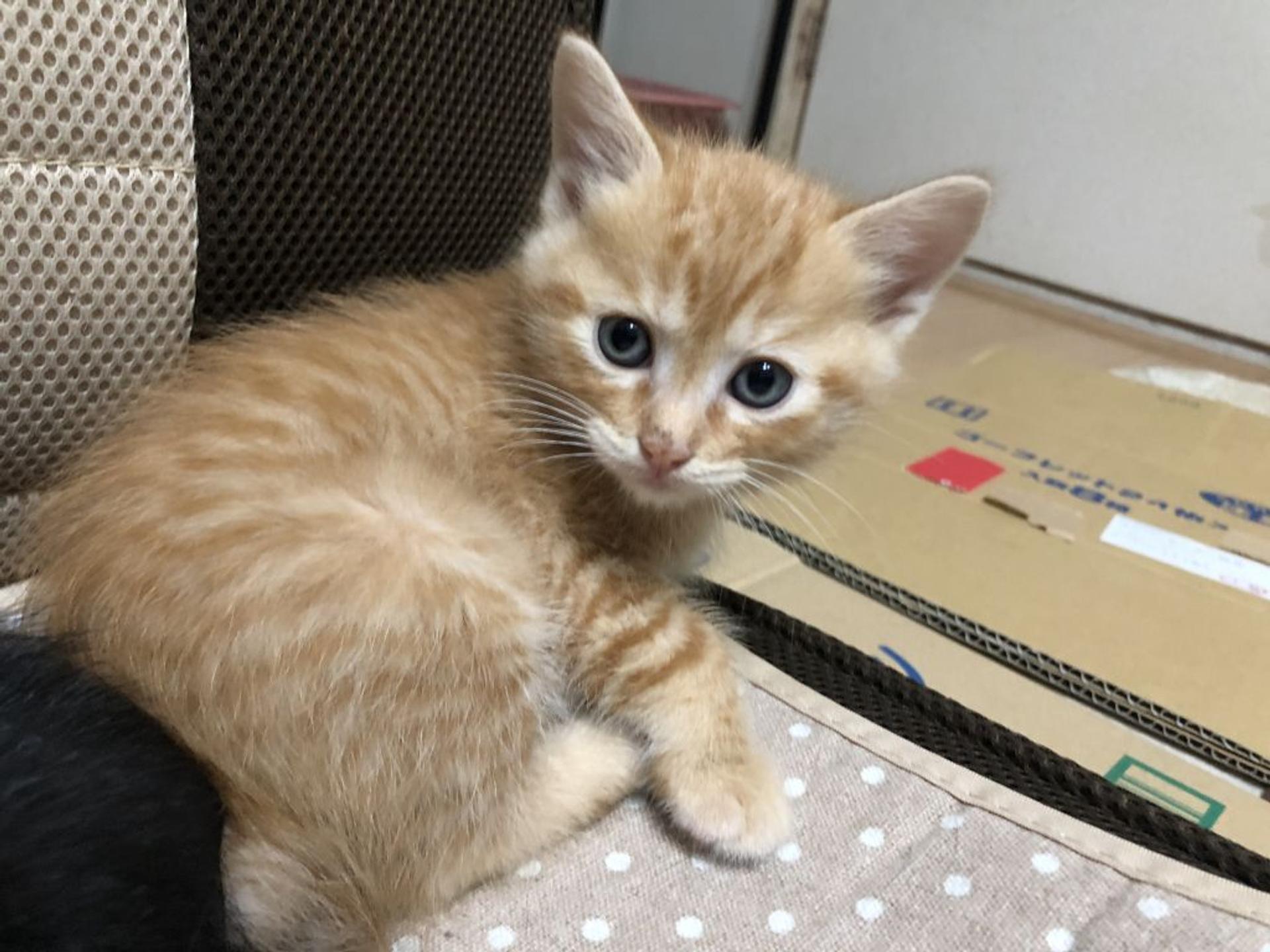pet-image-2