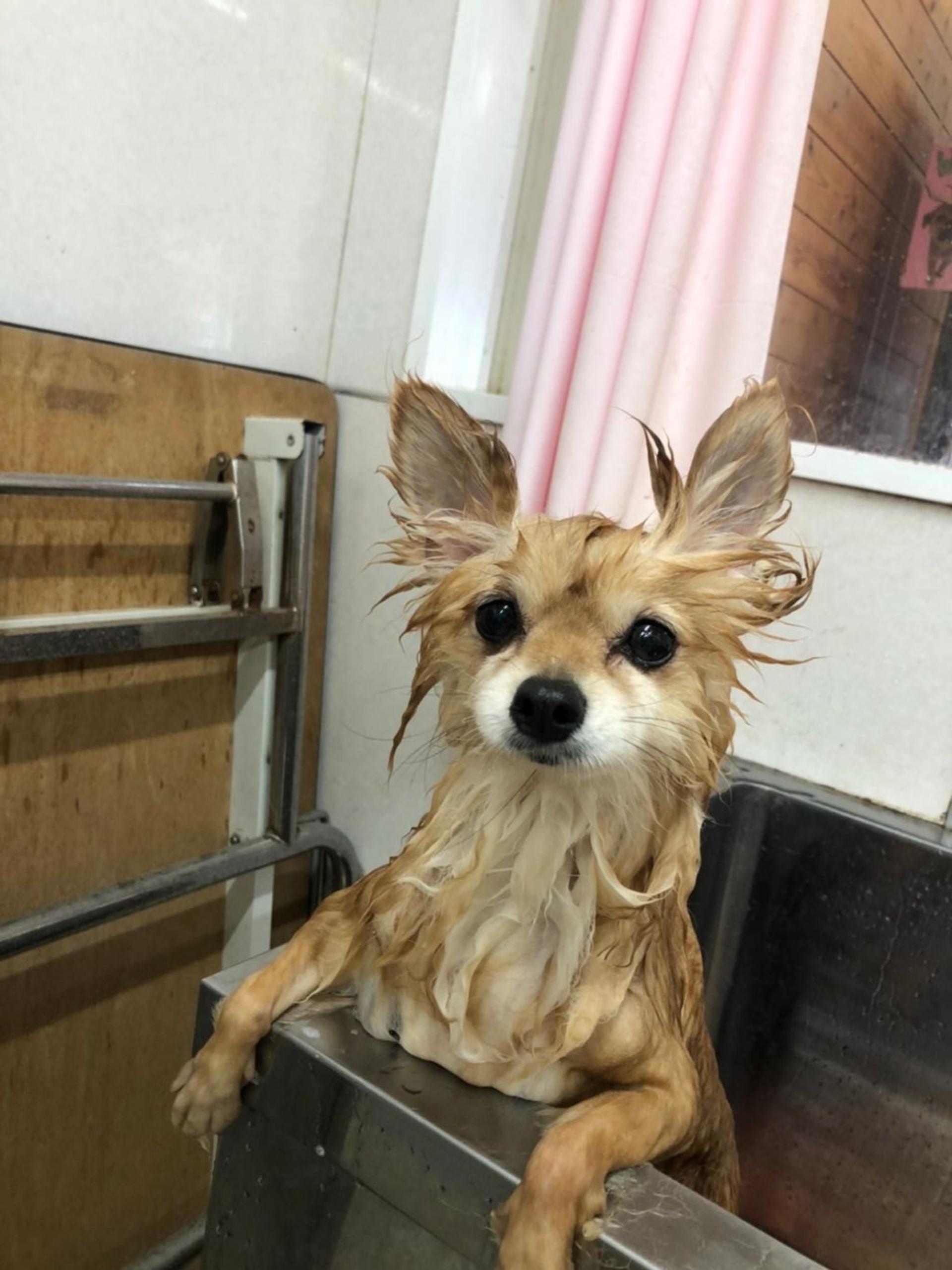 pet-image-3