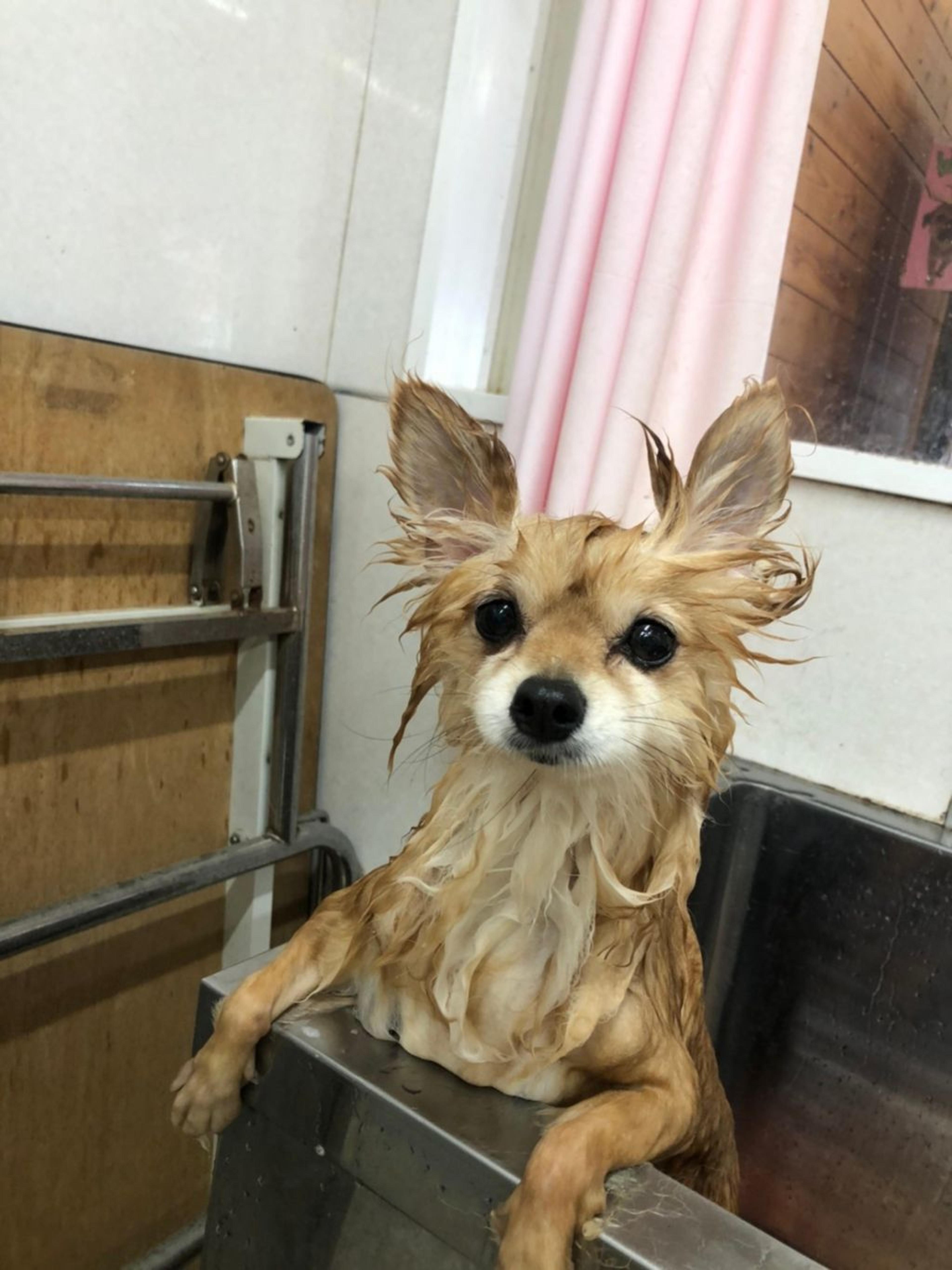 pet-image-3