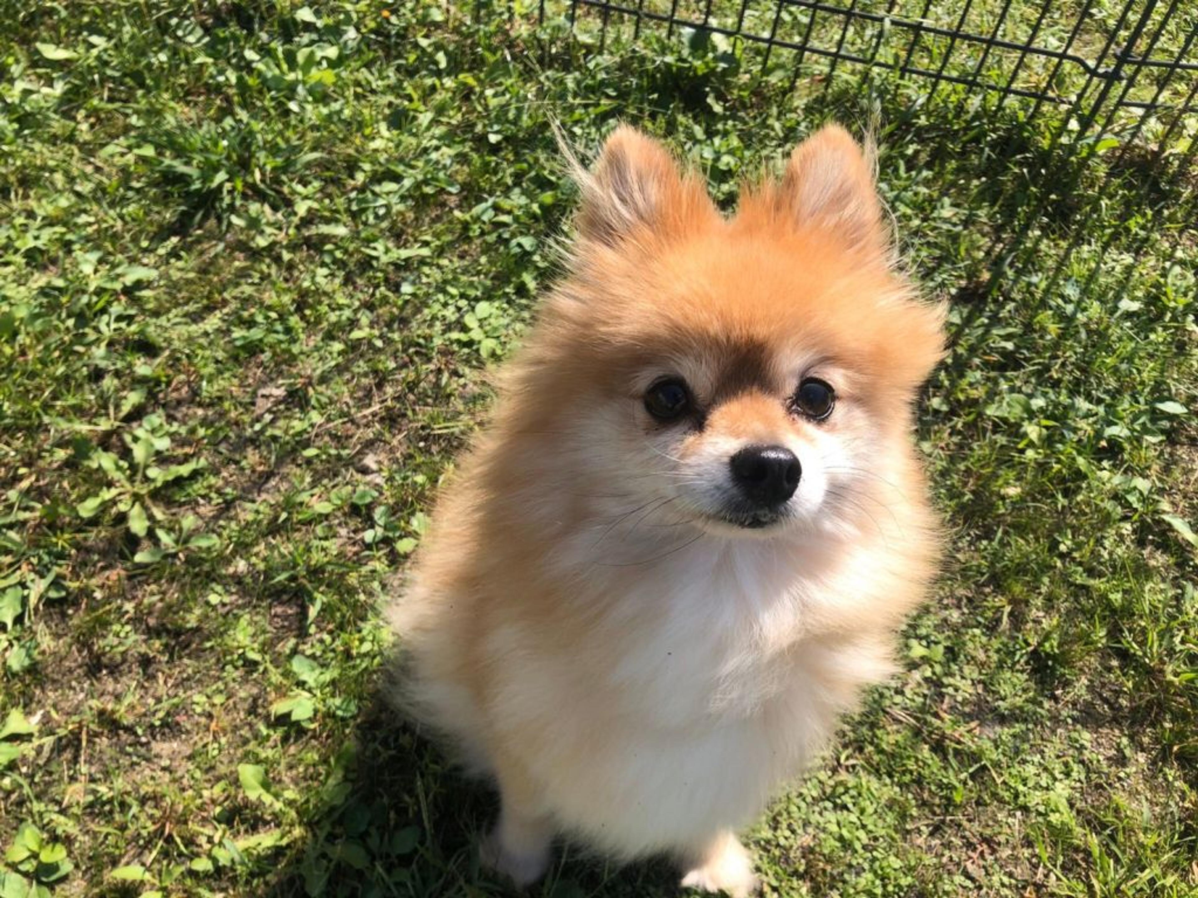 pet-image-5