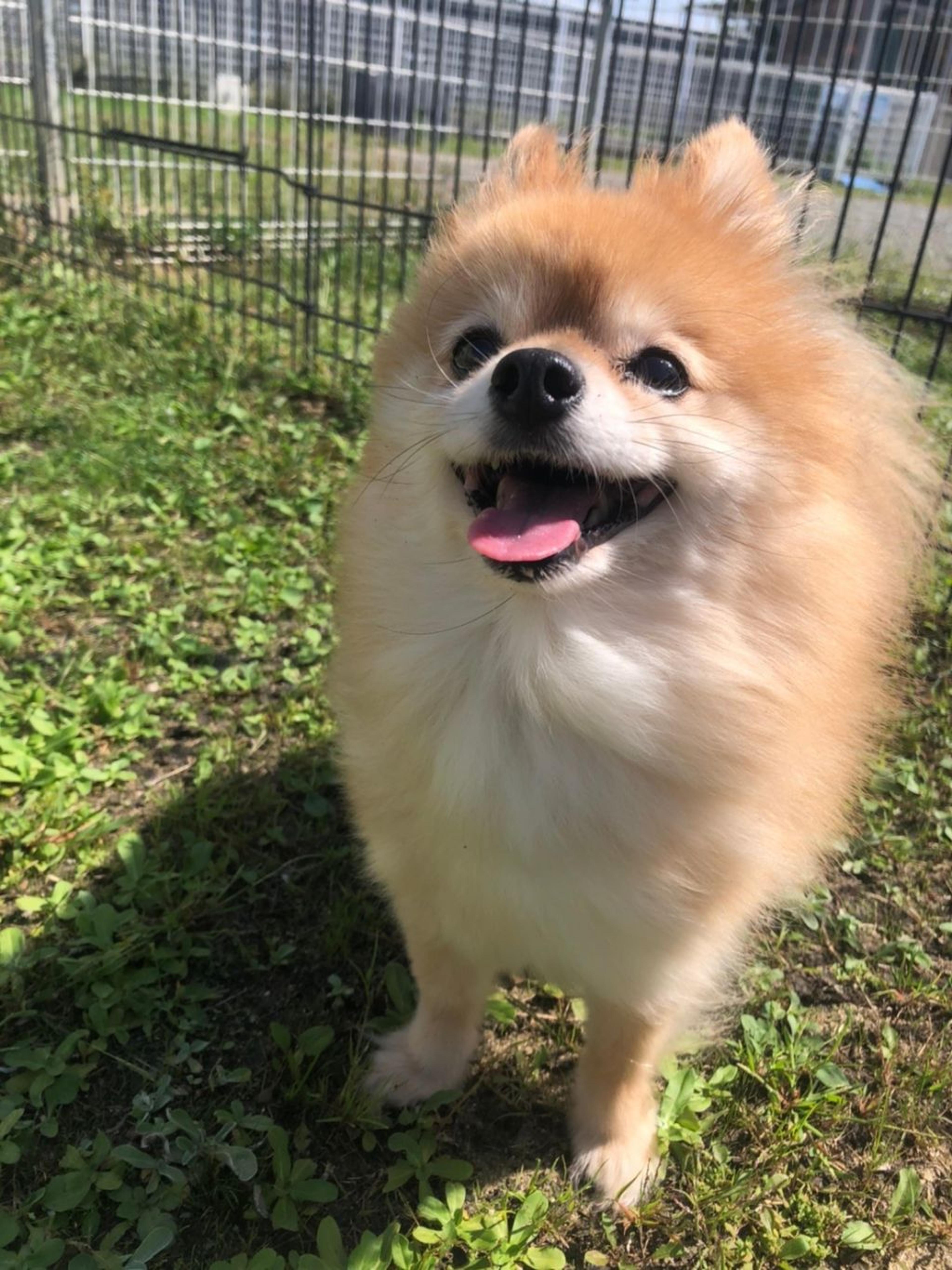 pet-image-2