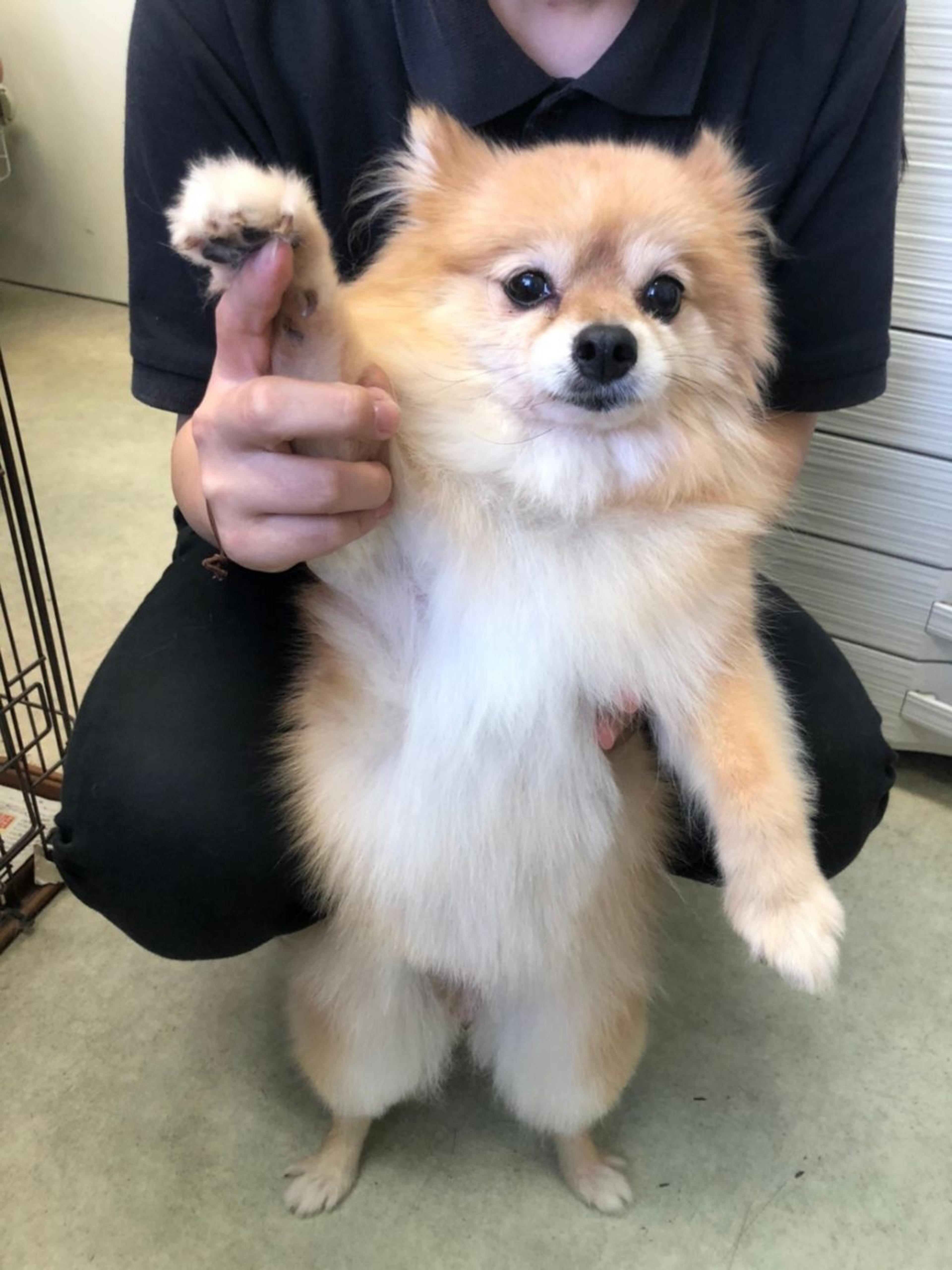 pet-image-4