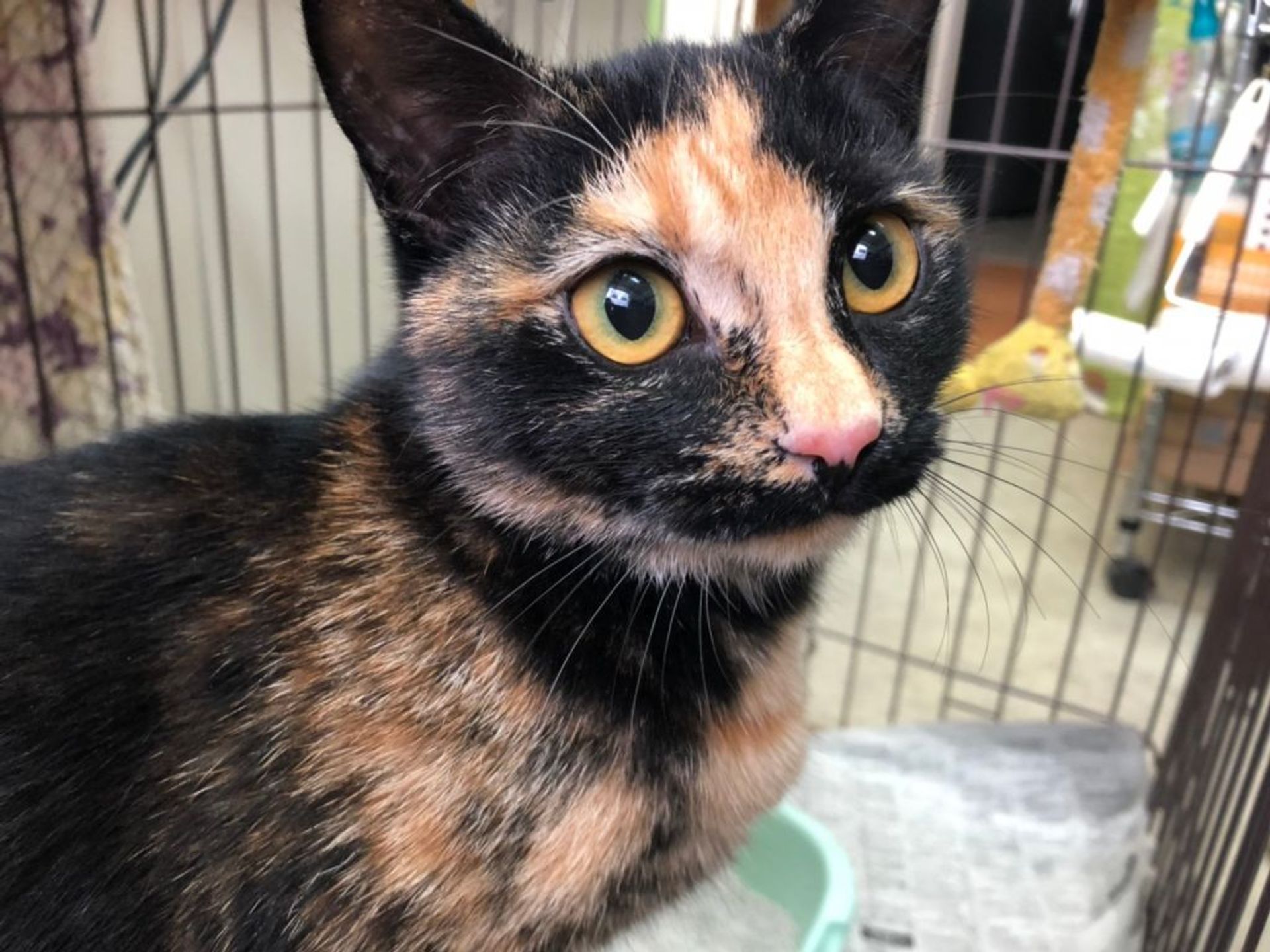 雑種（ミックス猫）・メスの里親募集の写真