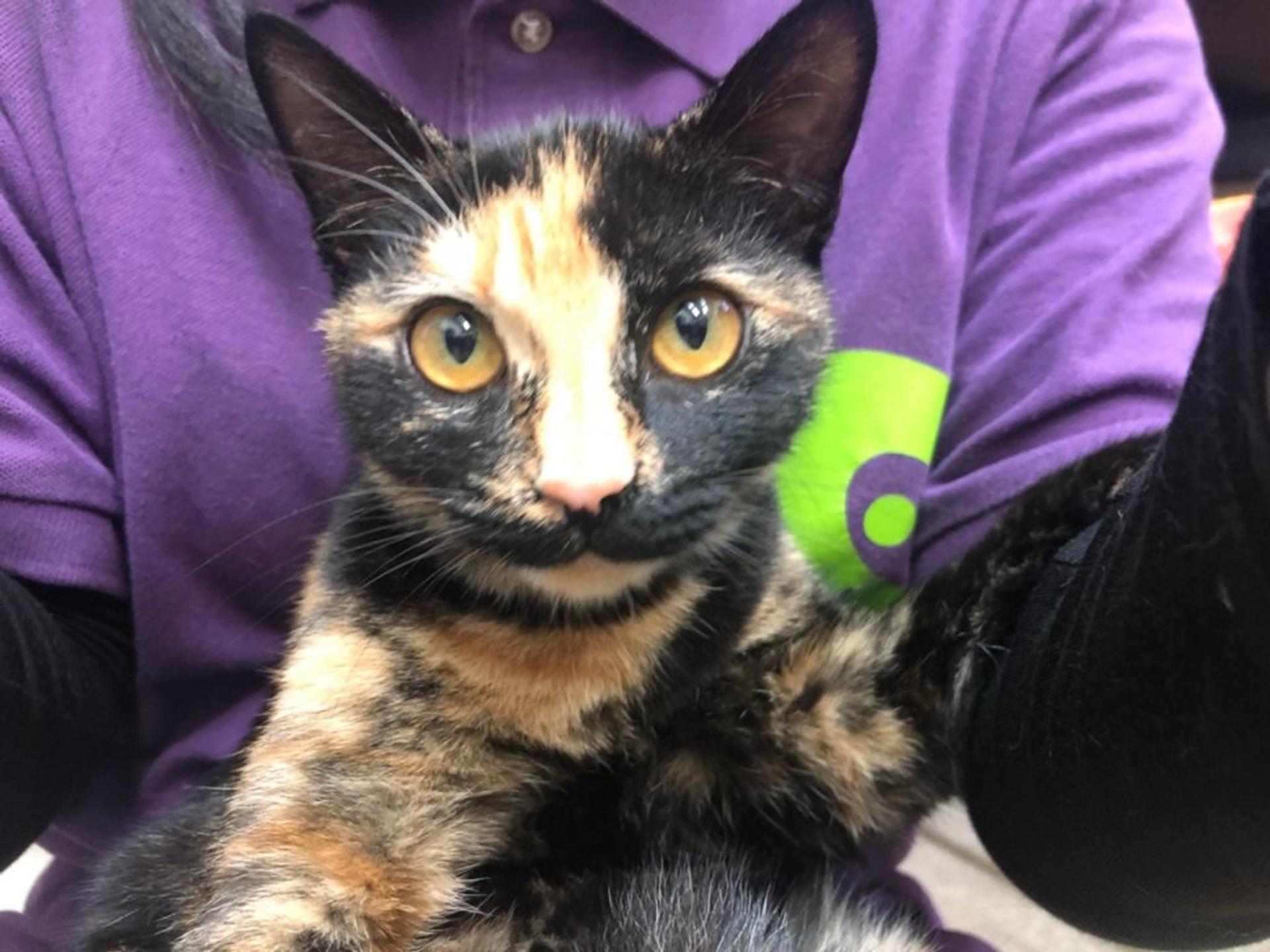 pet-image-3