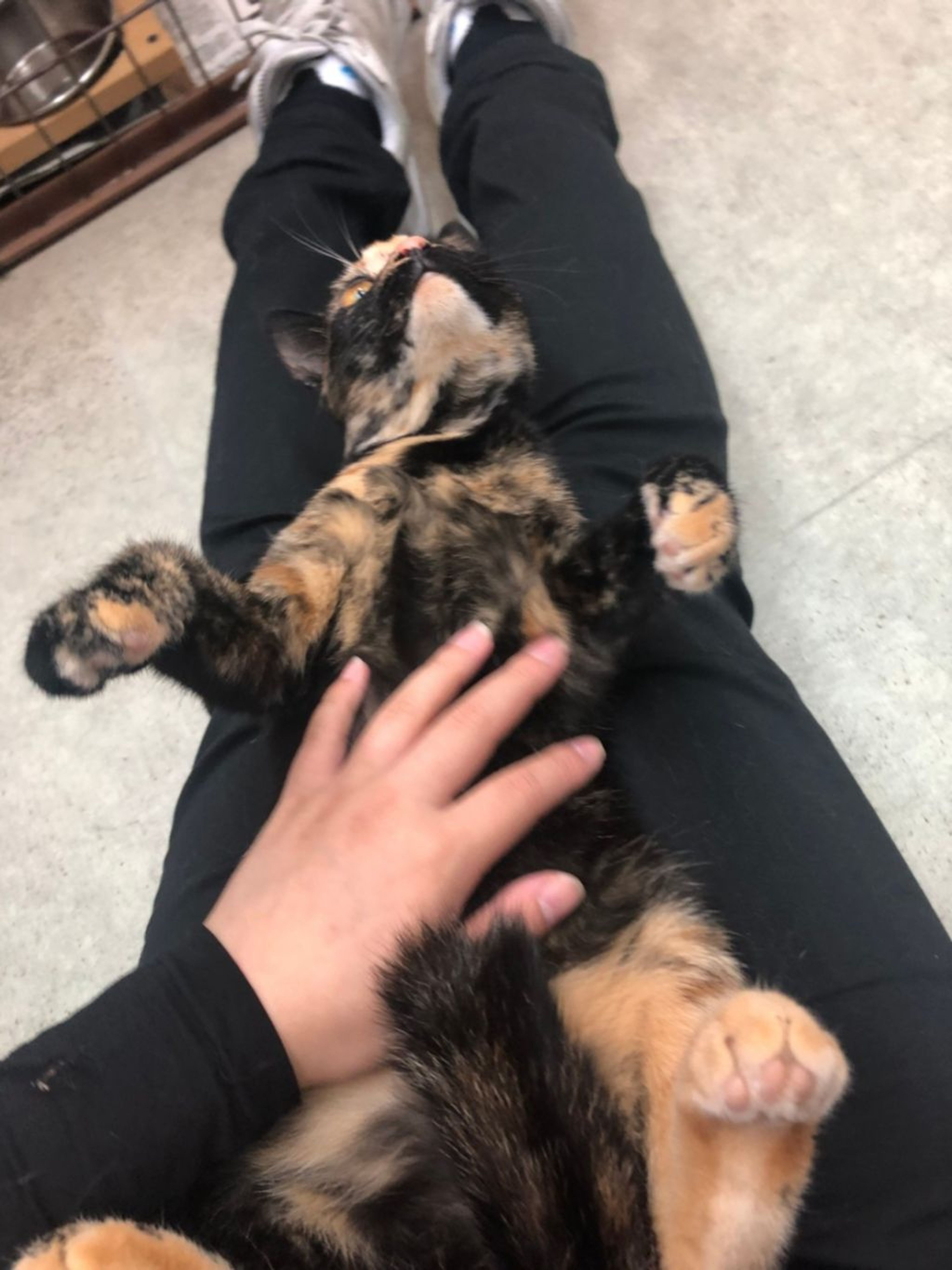 pet-image-4