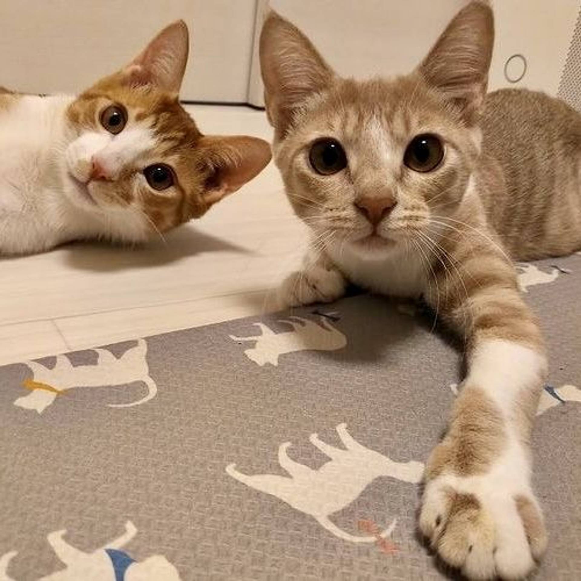 雑種（ミックス猫）・メスの里親募集の写真