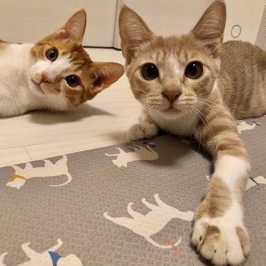 あいちゃん♀&たっちゃん♂