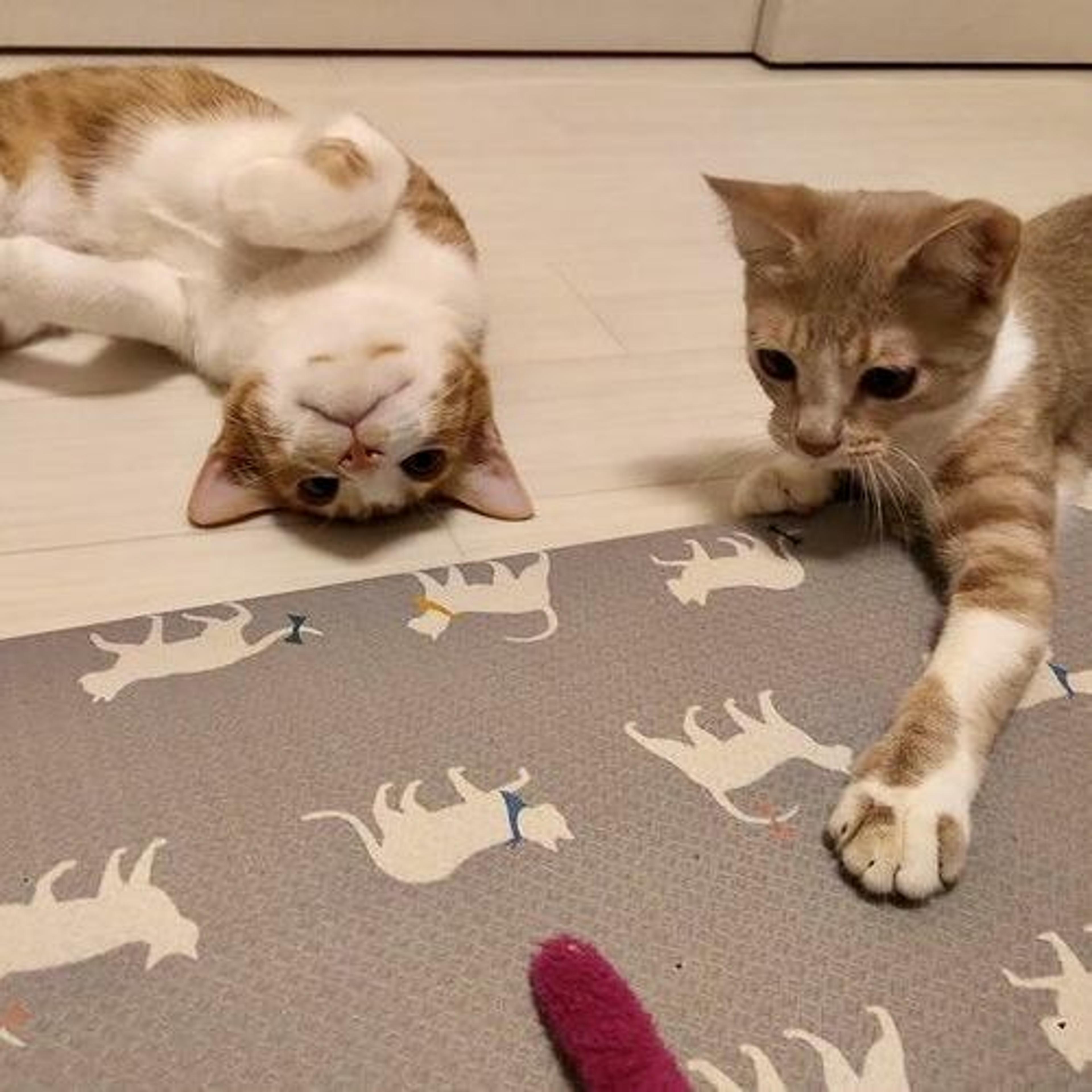 pet-image-3