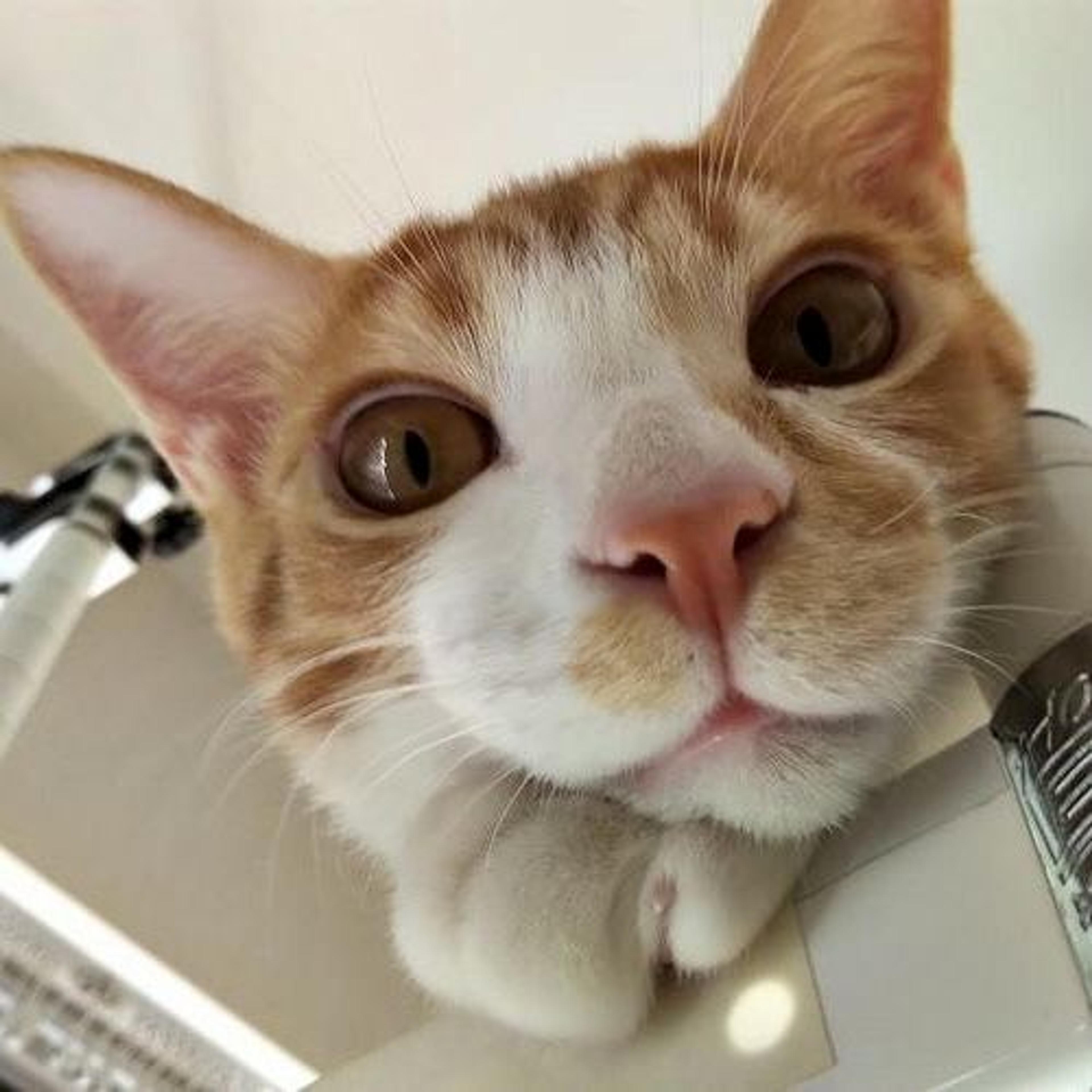 pet-image-4