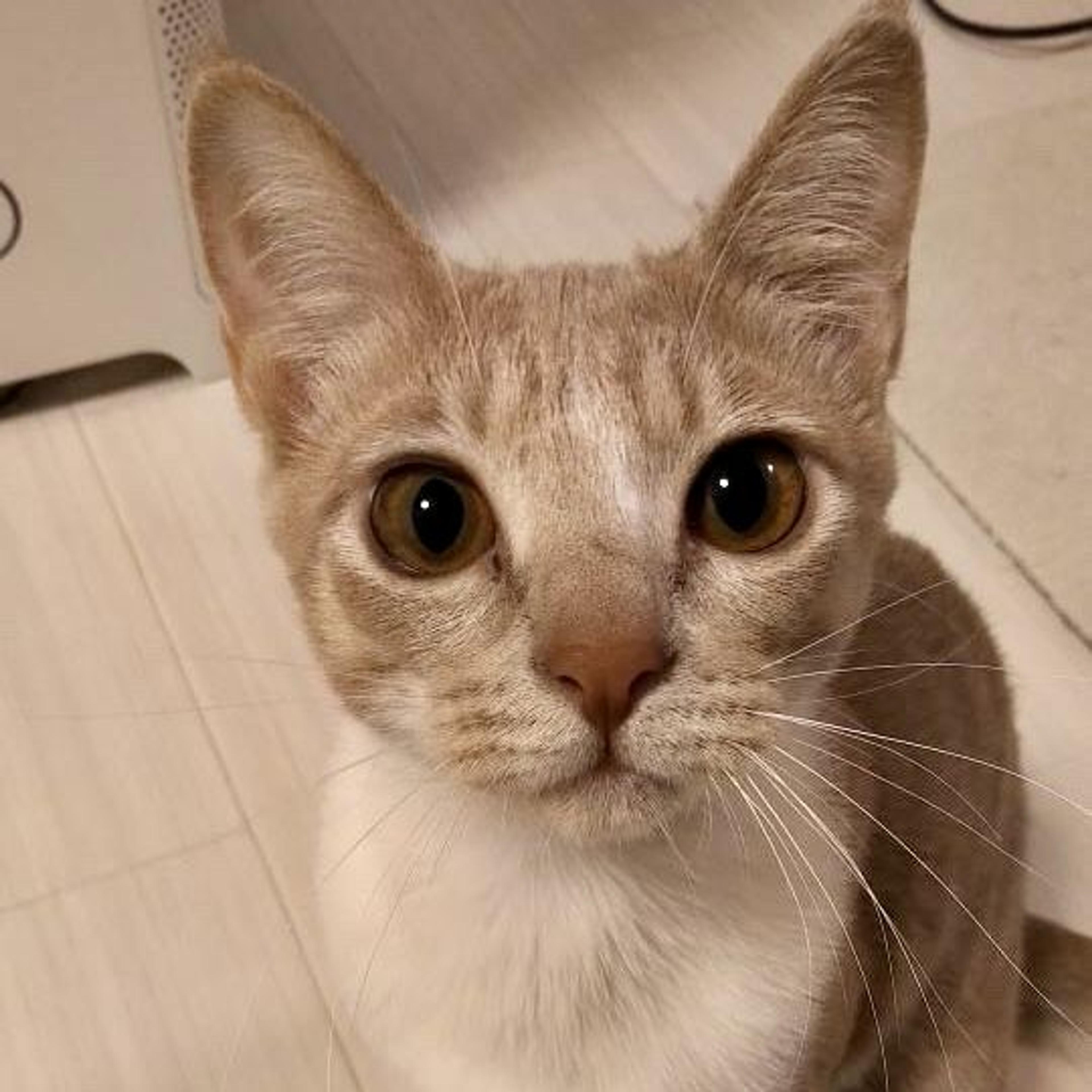 pet-image-5