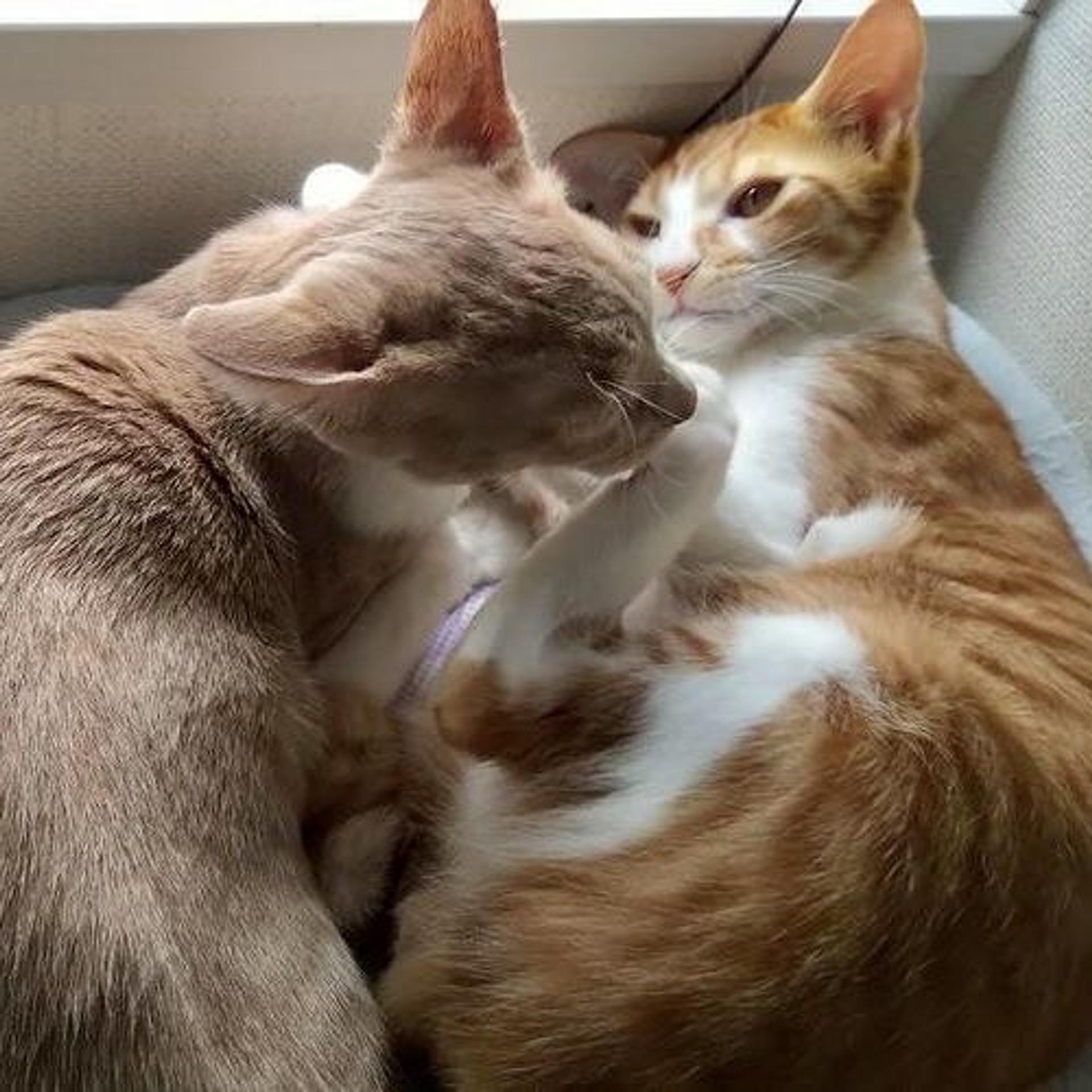 pet-image-6
