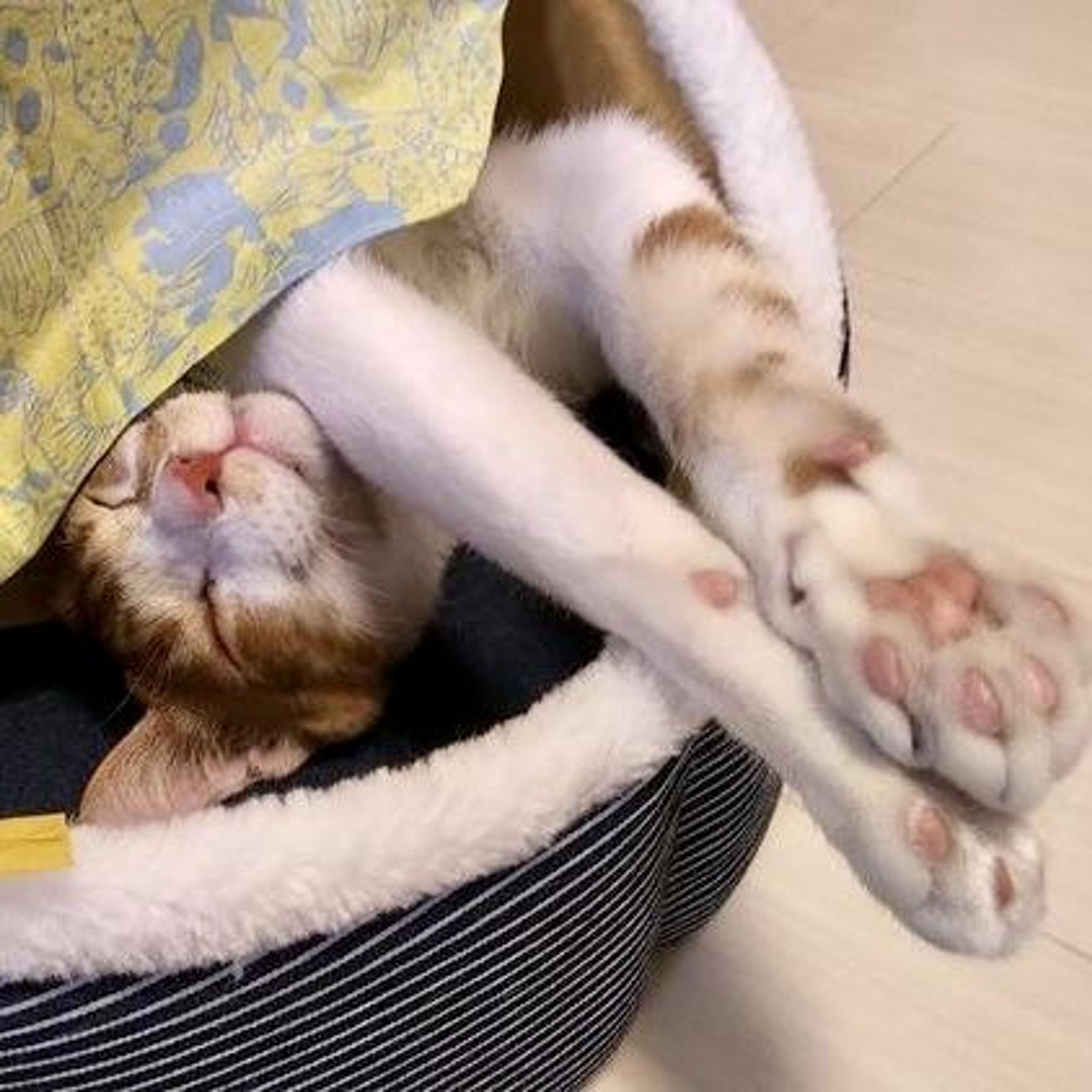pet-image-7