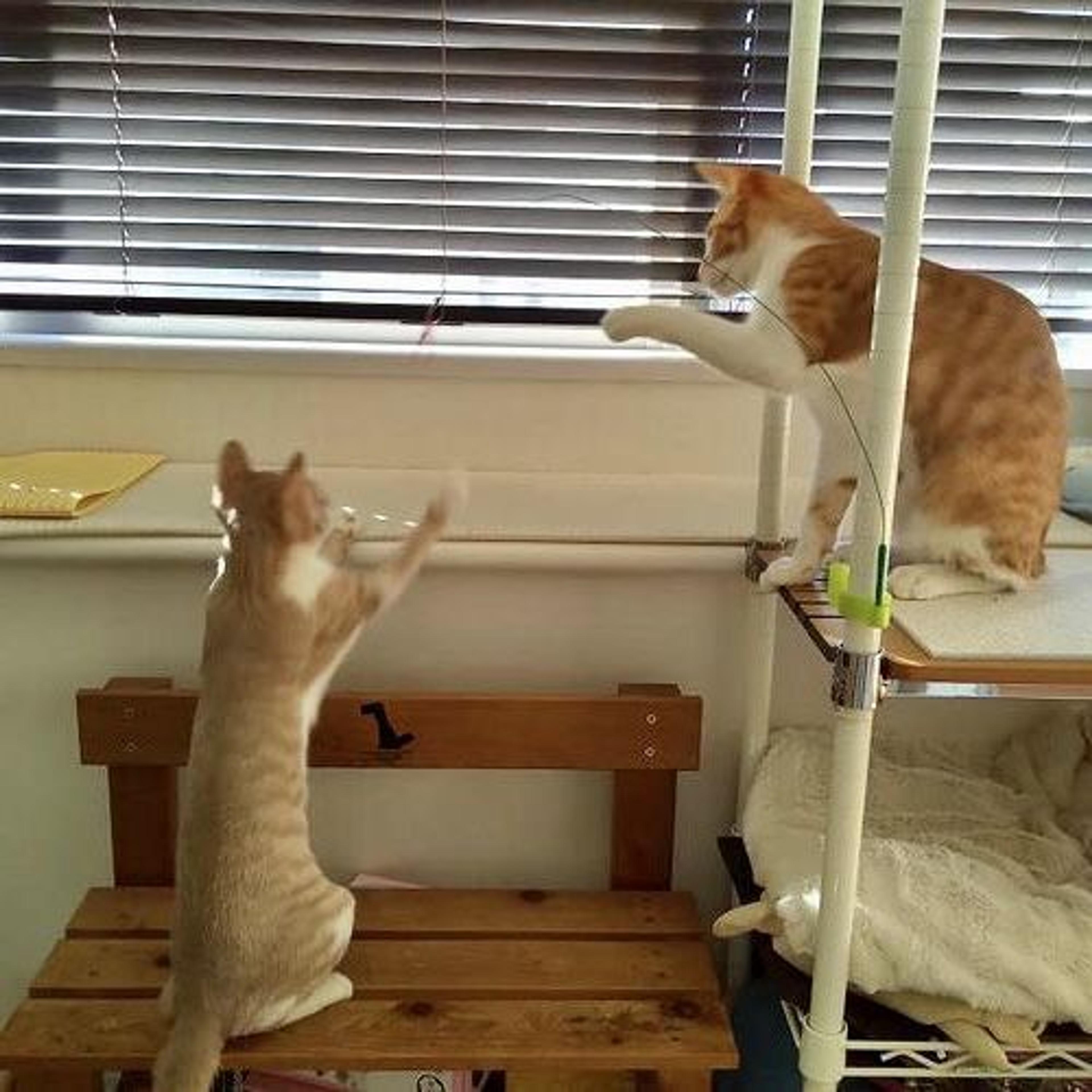 pet-image-8
