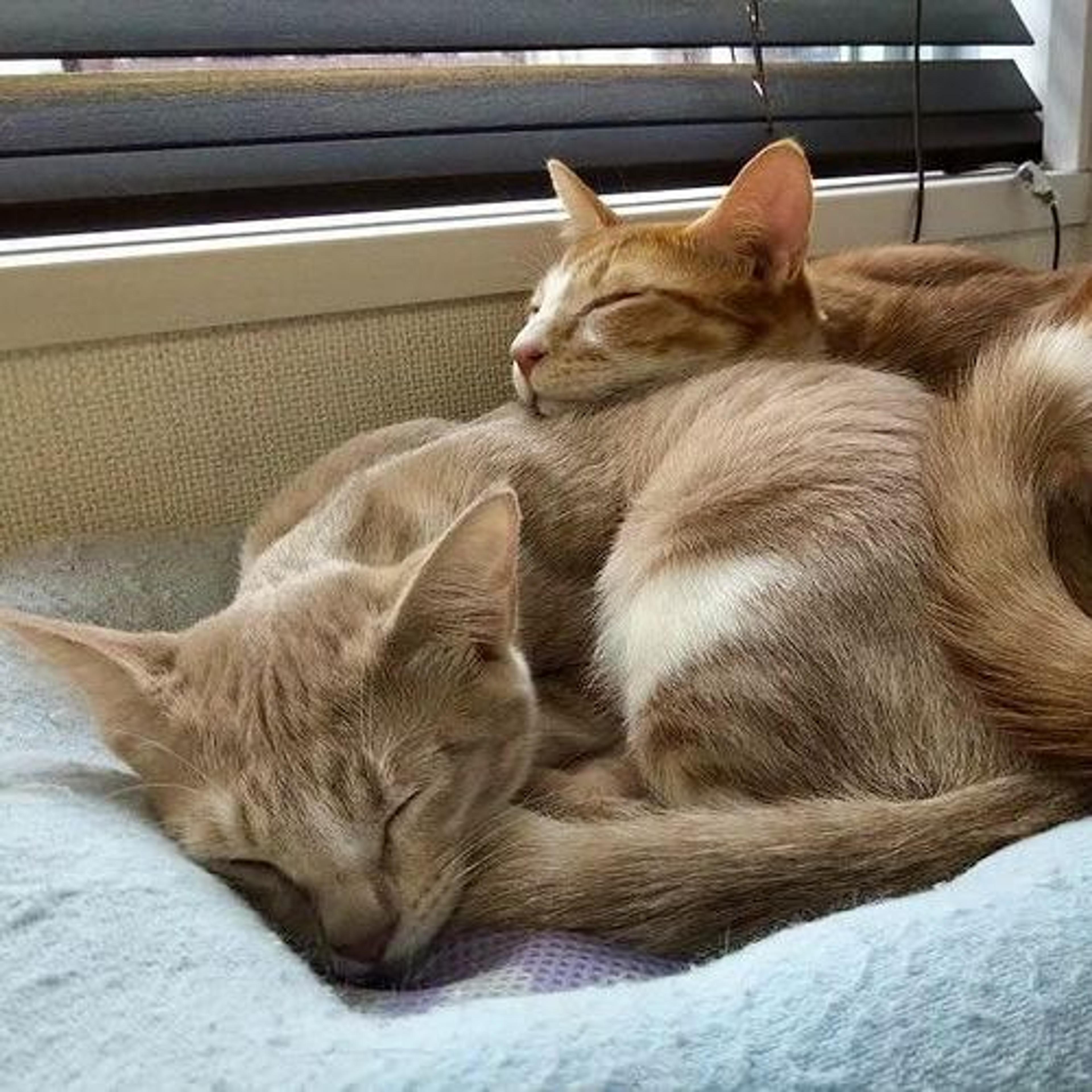pet-image-9