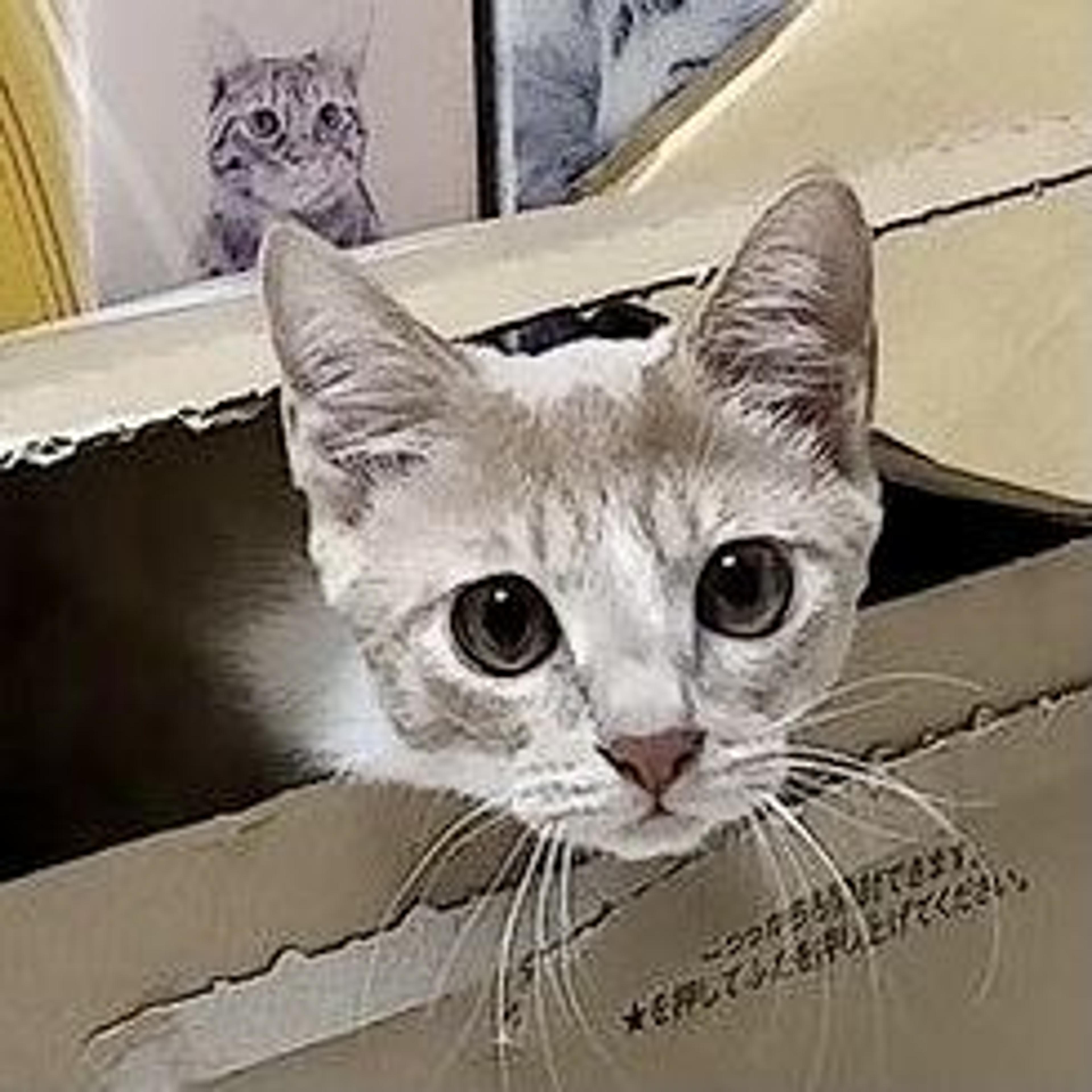 pet-image-10