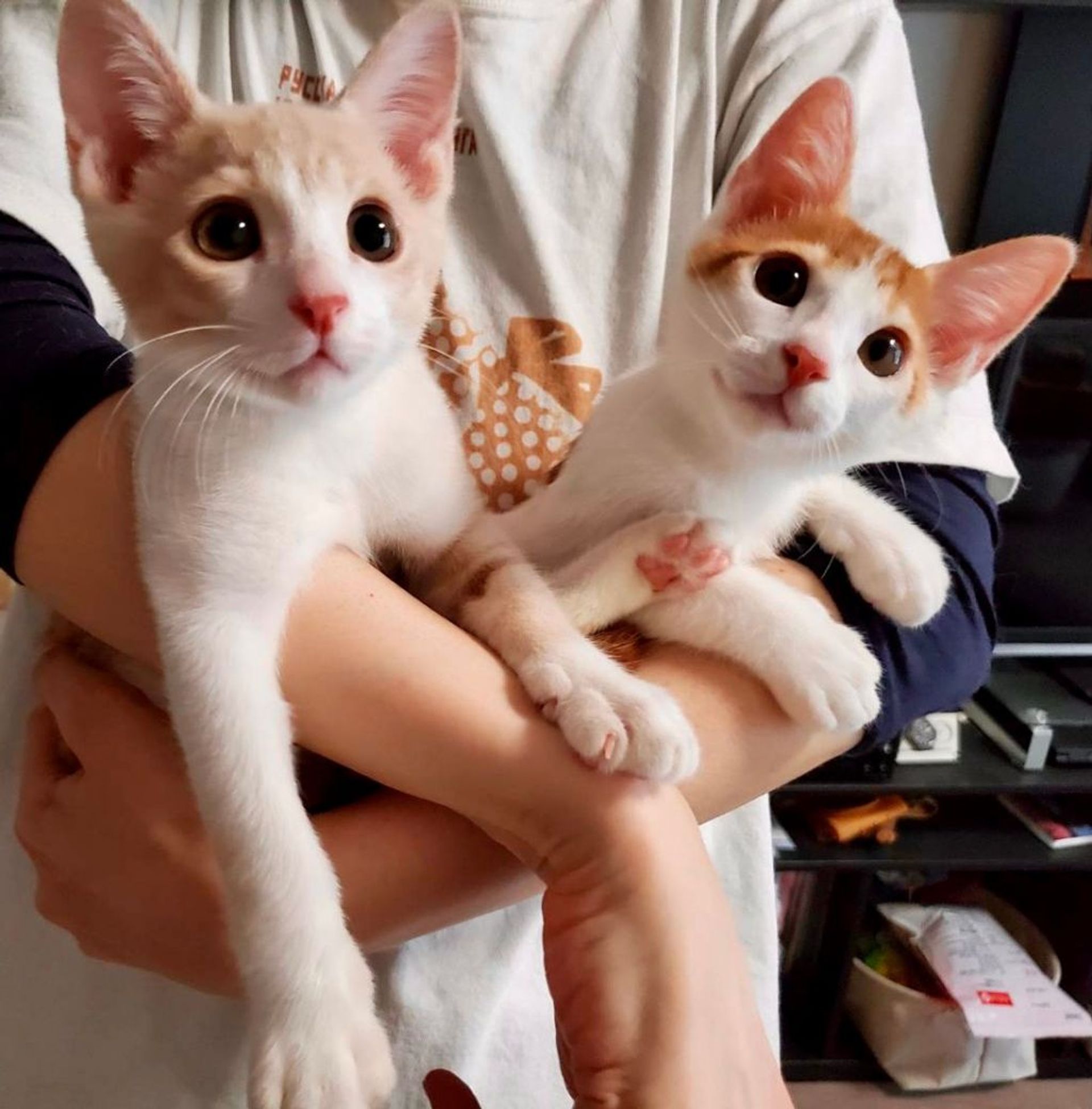 雑種（ミックス猫）・メスの里親募集の写真