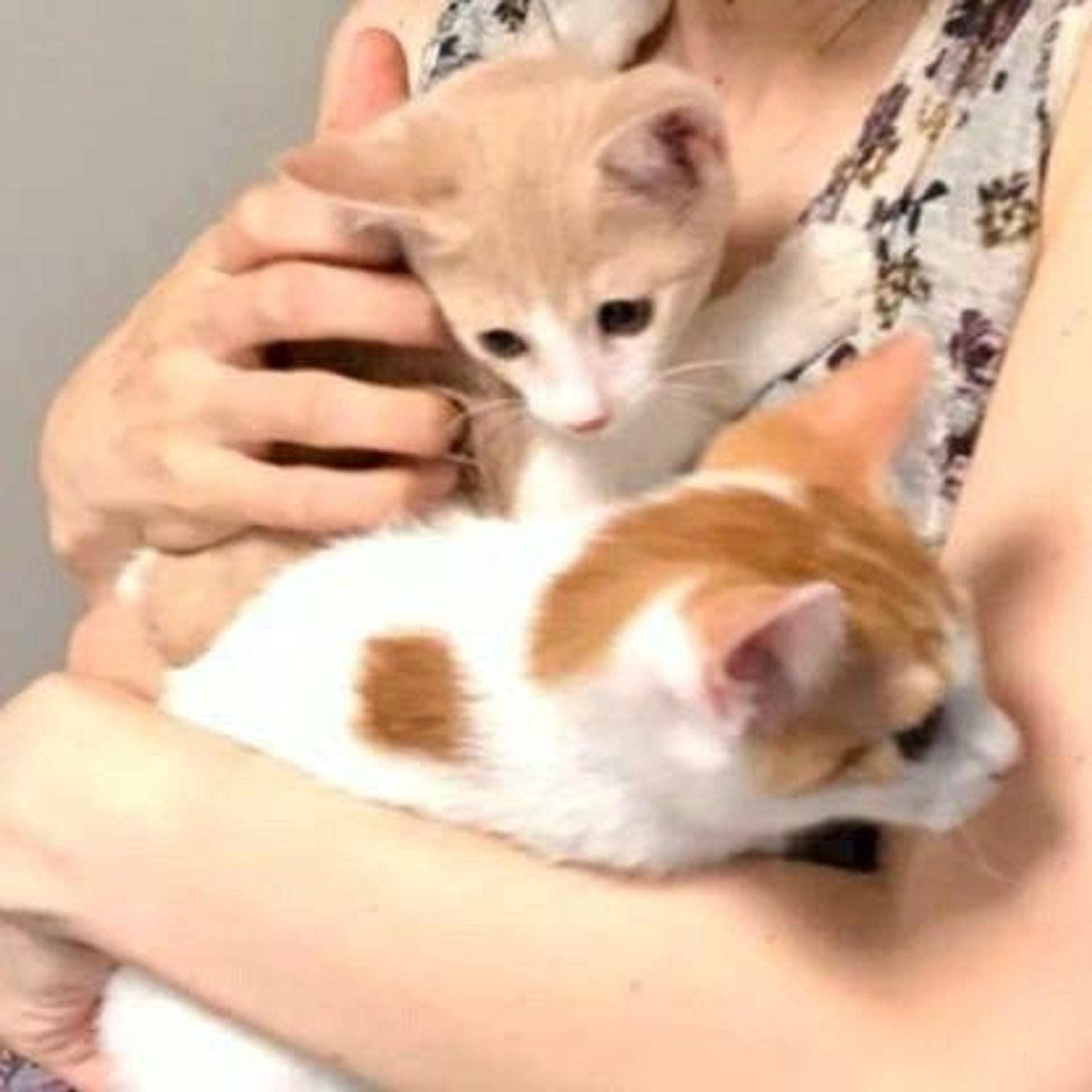 pet-image-5