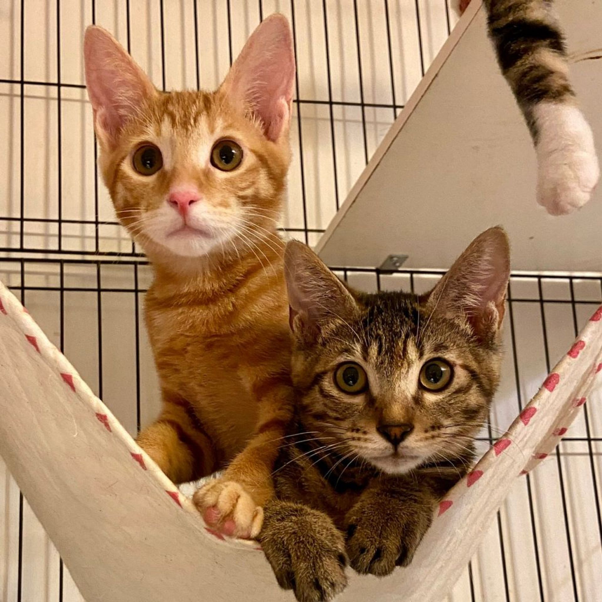 雑種（ミックス猫）・メスの里親募集の写真
