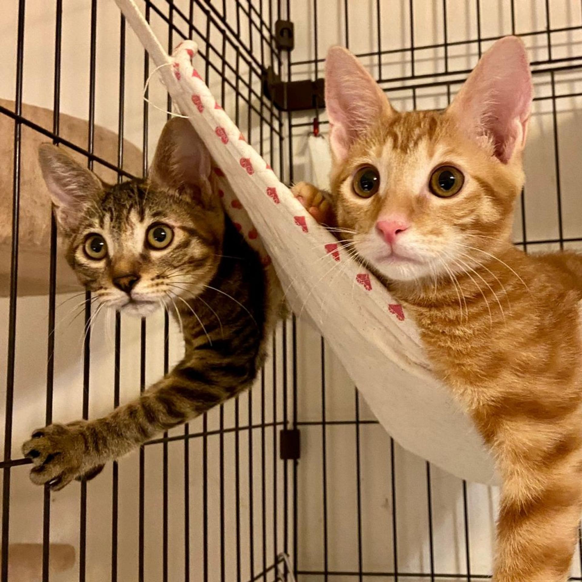 pet-image-5