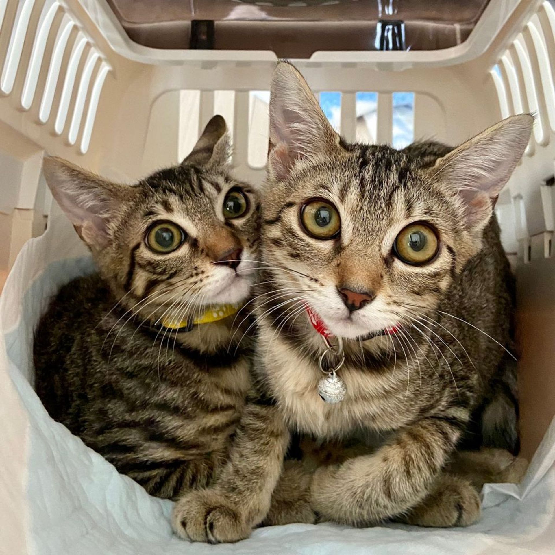 雑種（ミックス猫）・メスの里親募集の写真