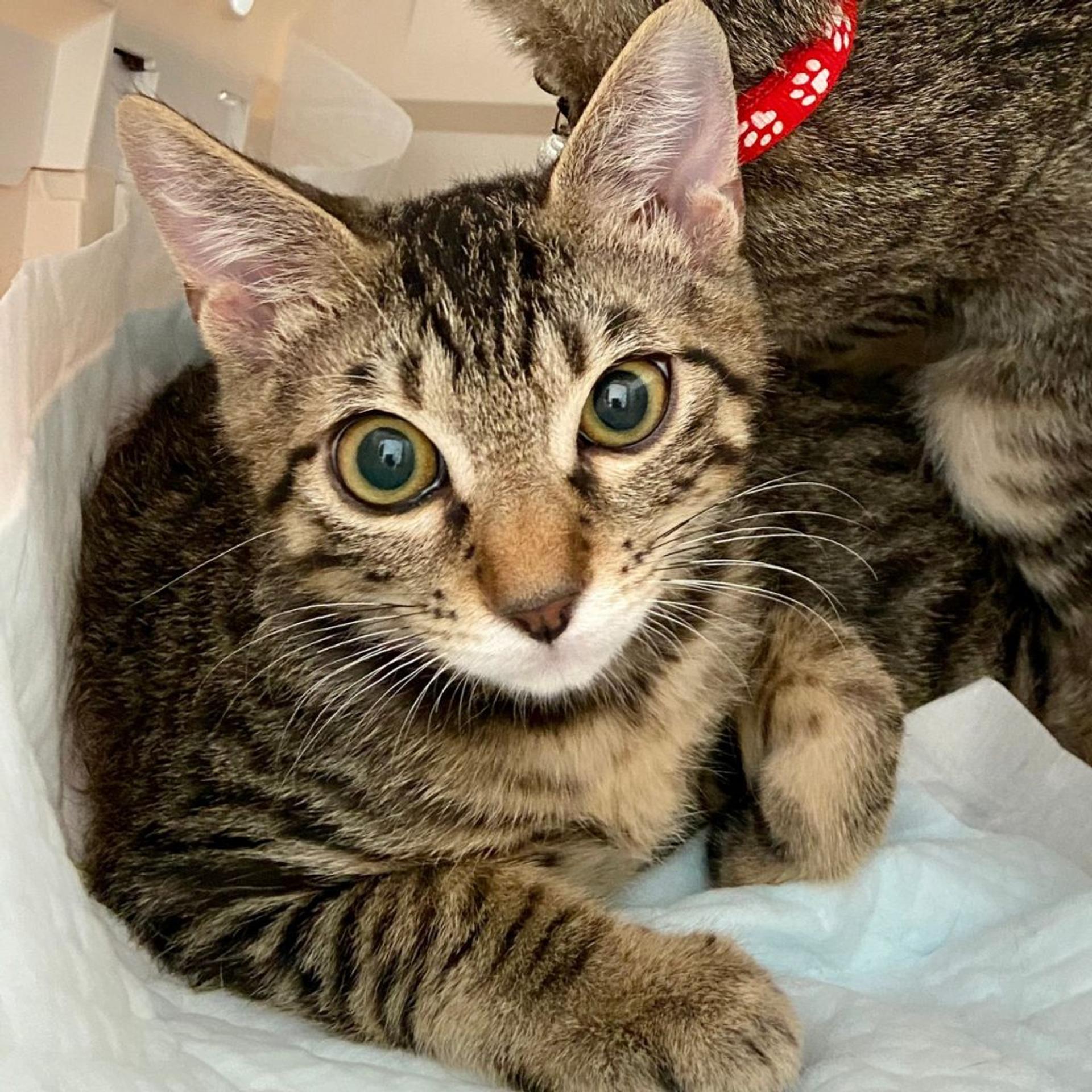 pet-image-3