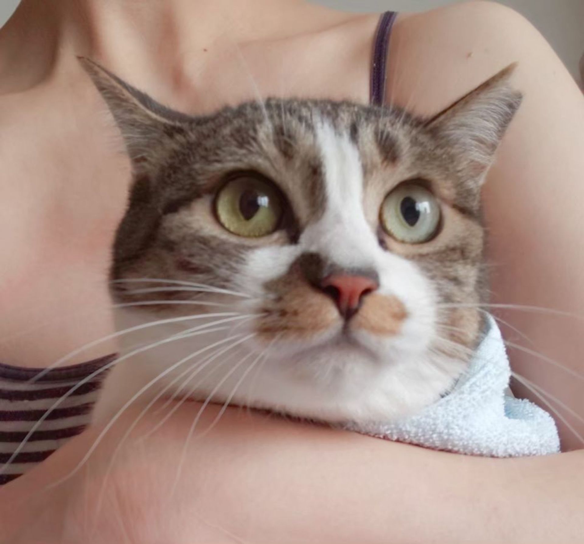 雑種（ミックス猫）・メスの里親募集の写真