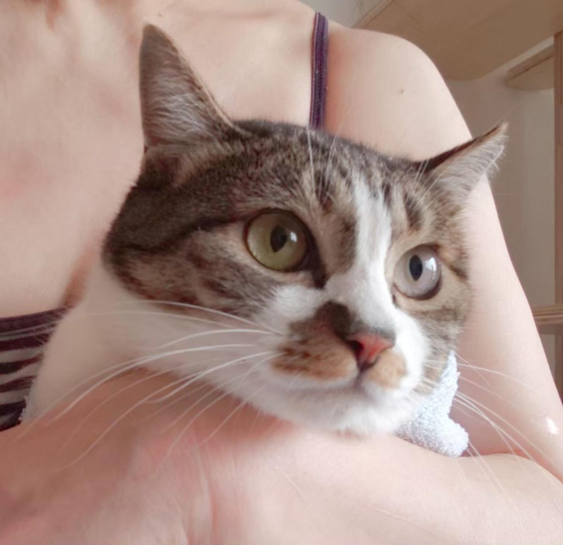 pet-image-2