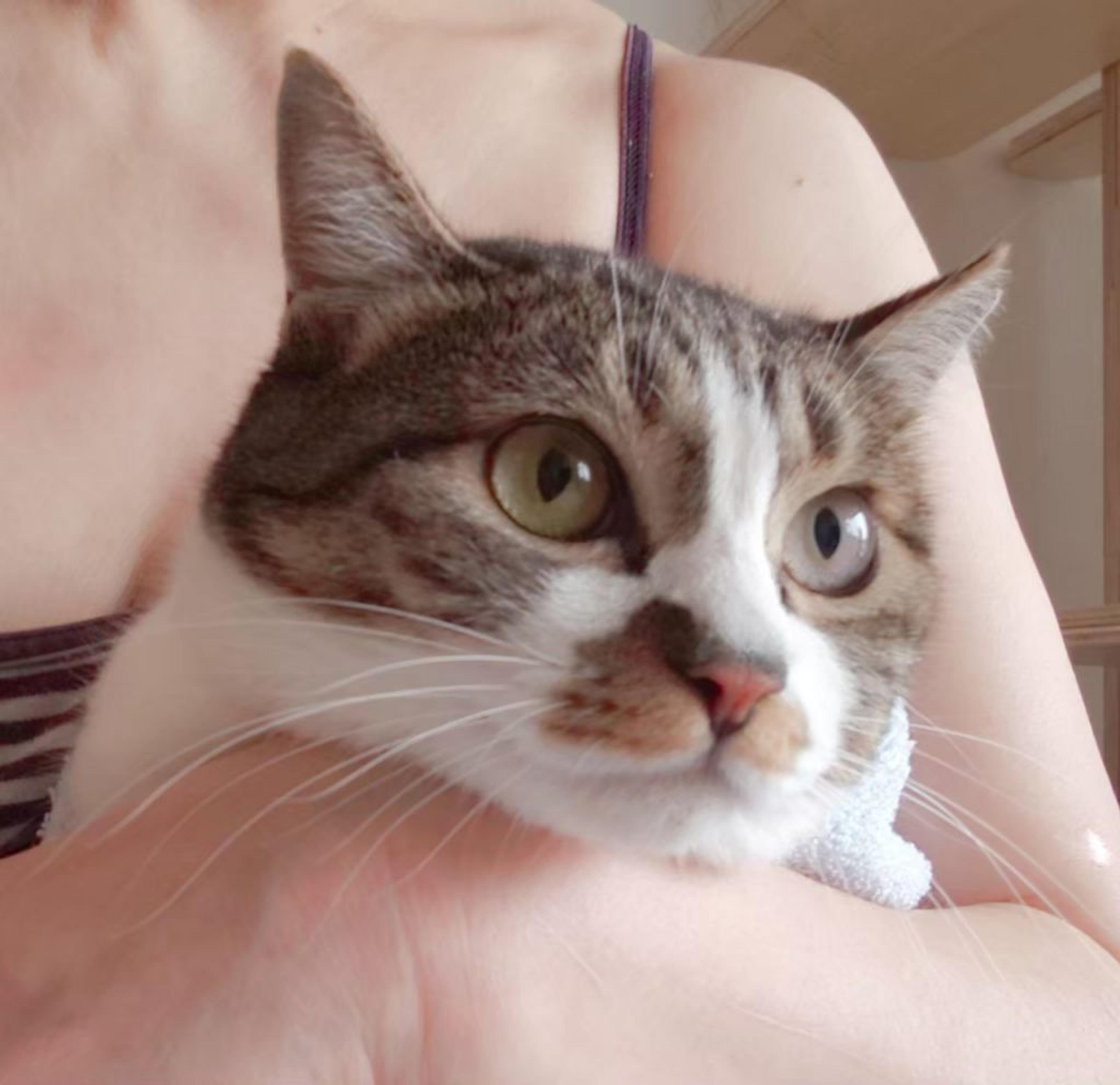 pet-image-2