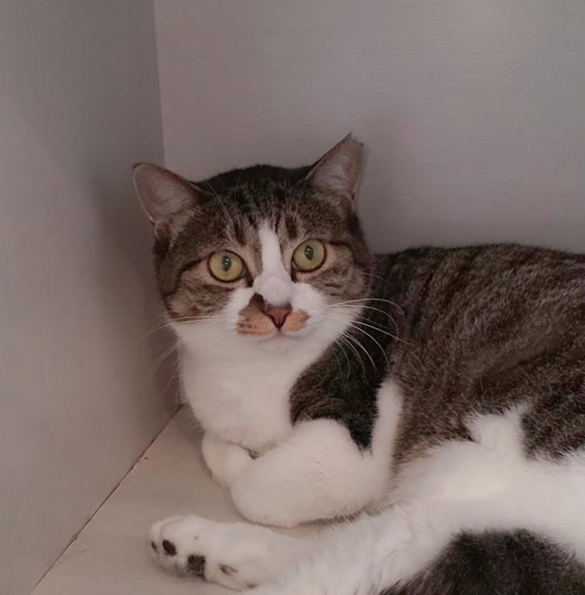 pet-image-3