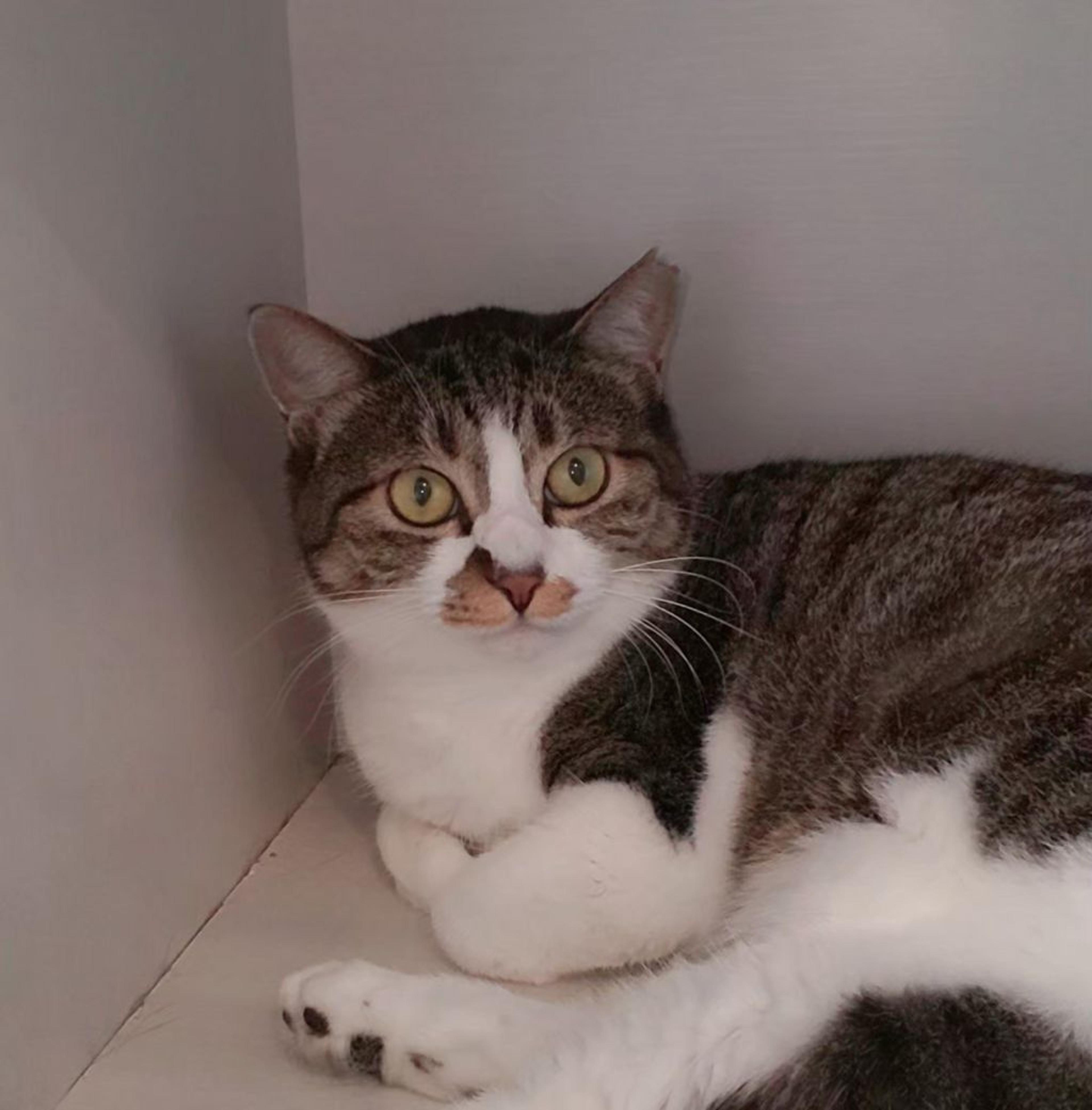 pet-image-3