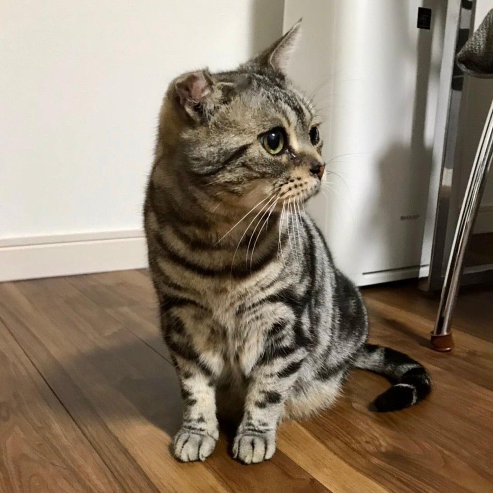 pet-image-3