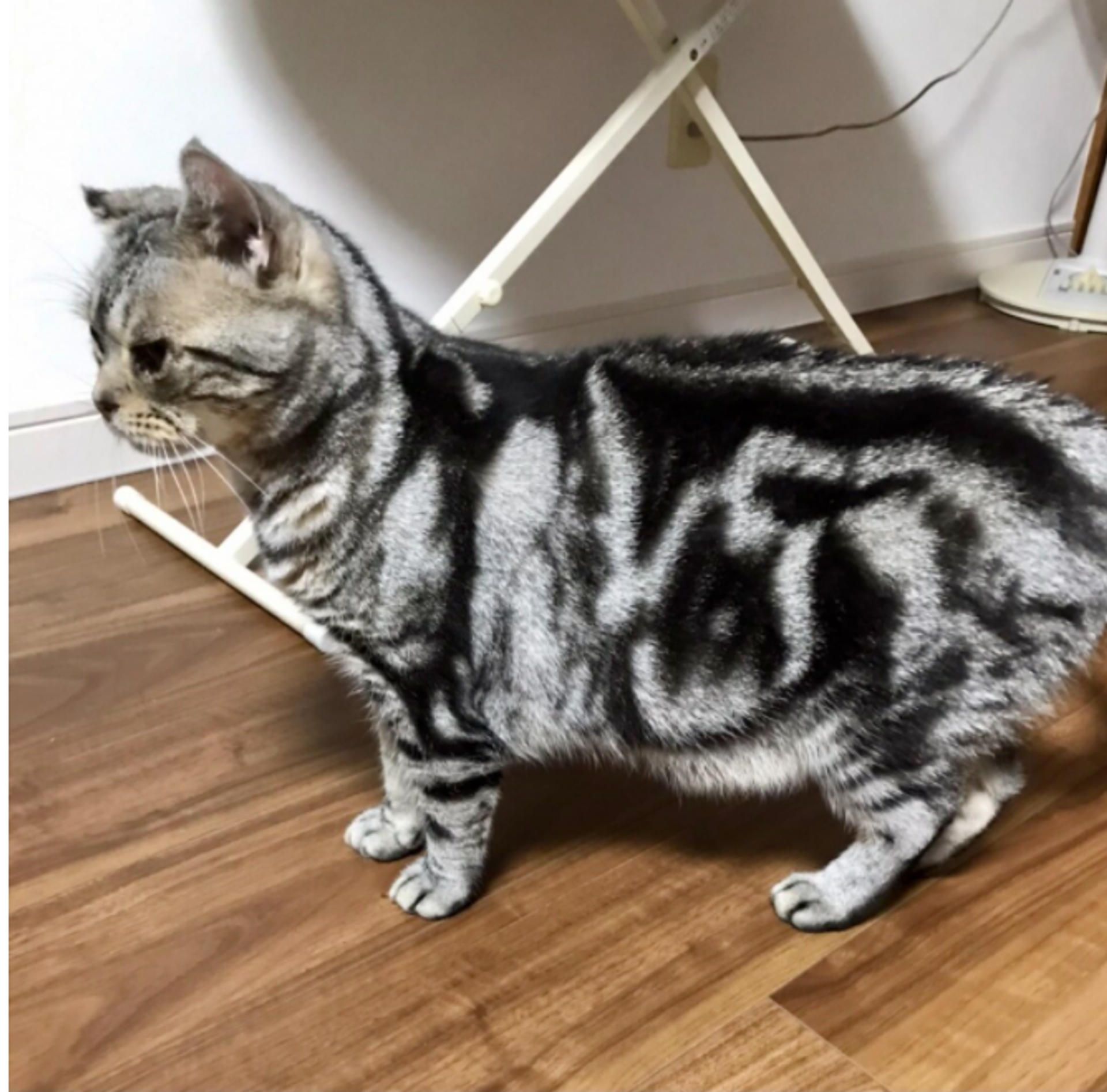 pet-image-5