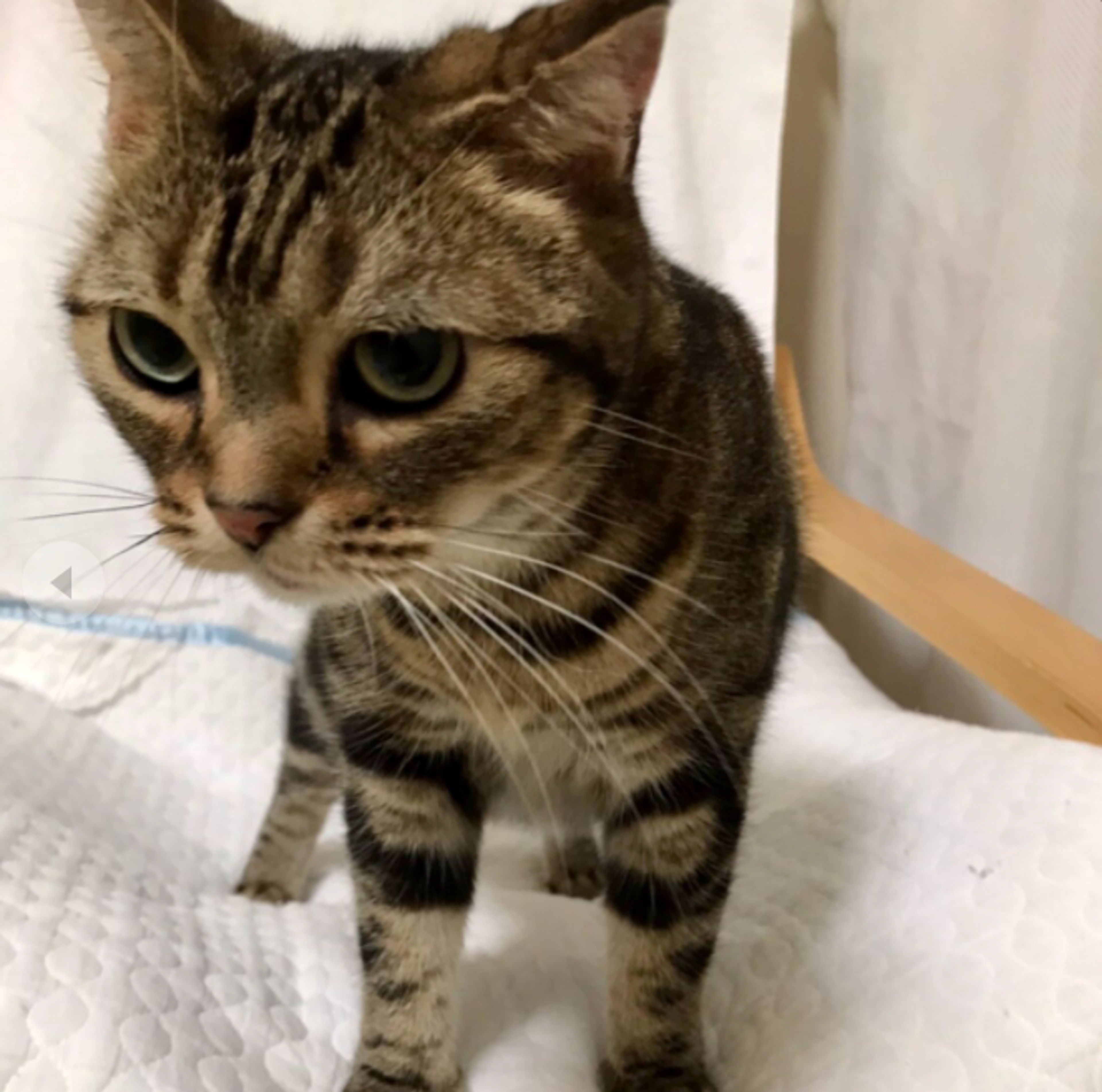 pet-image-8