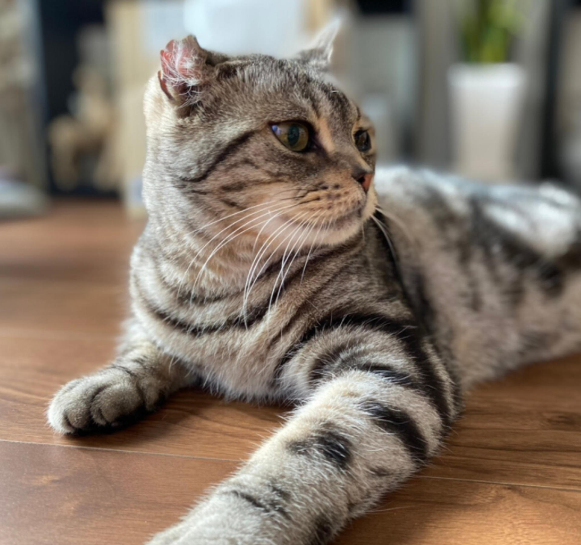 pet-image-2
