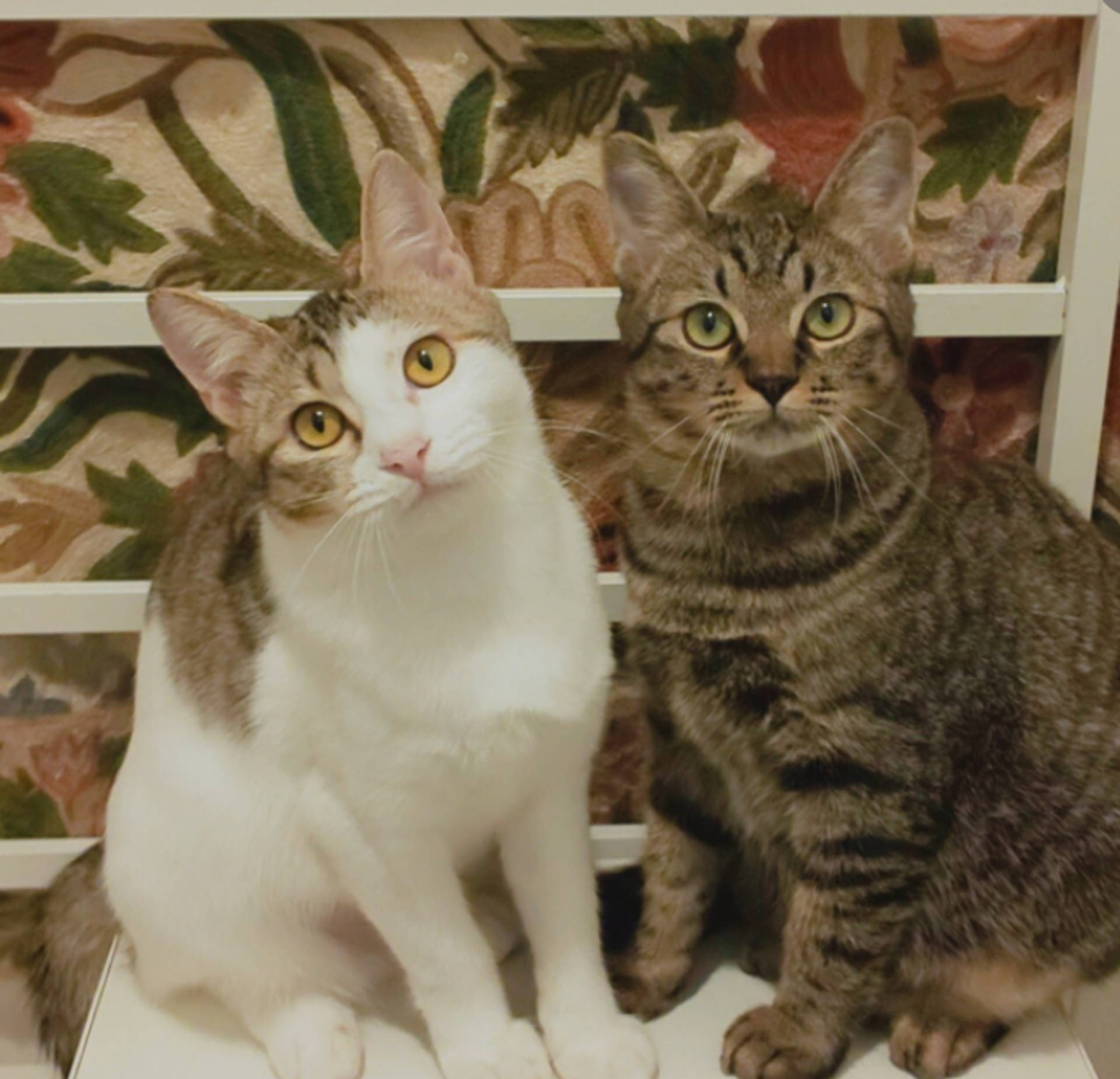 雑種（ミックス猫）・メスの里親募集の写真