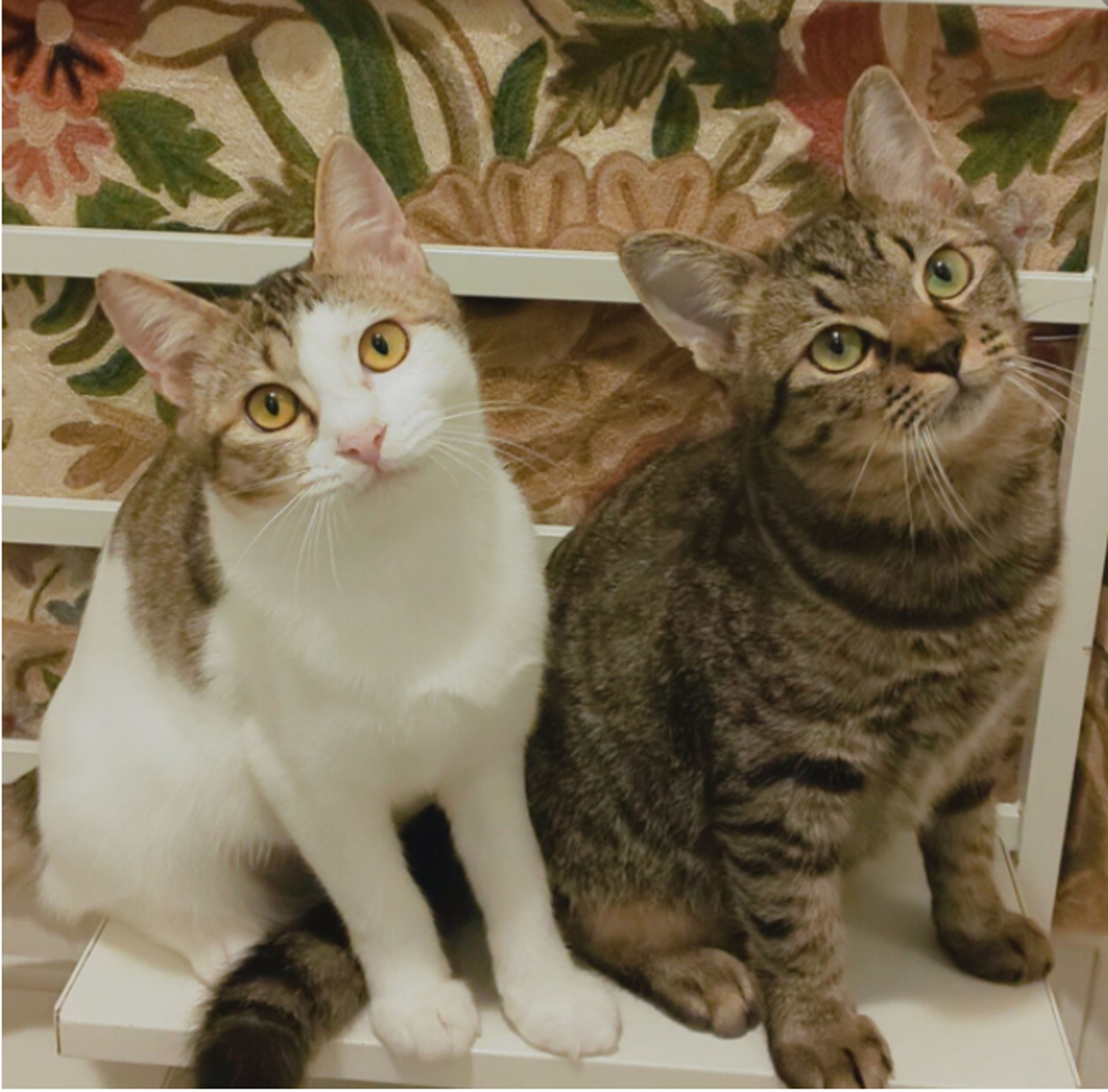 pet-image-2