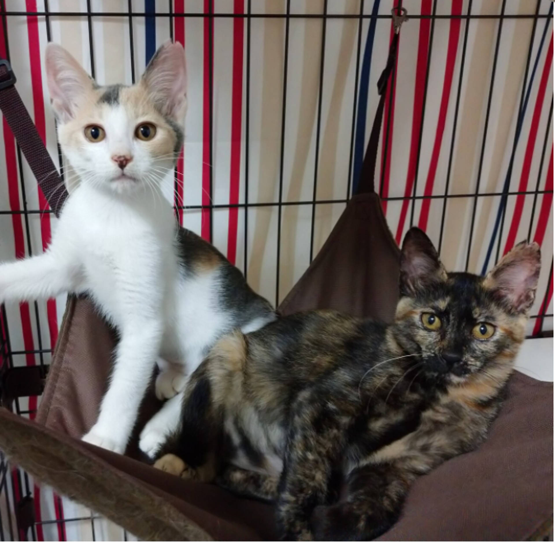 雑種（ミックス猫）・メスの里親募集の写真