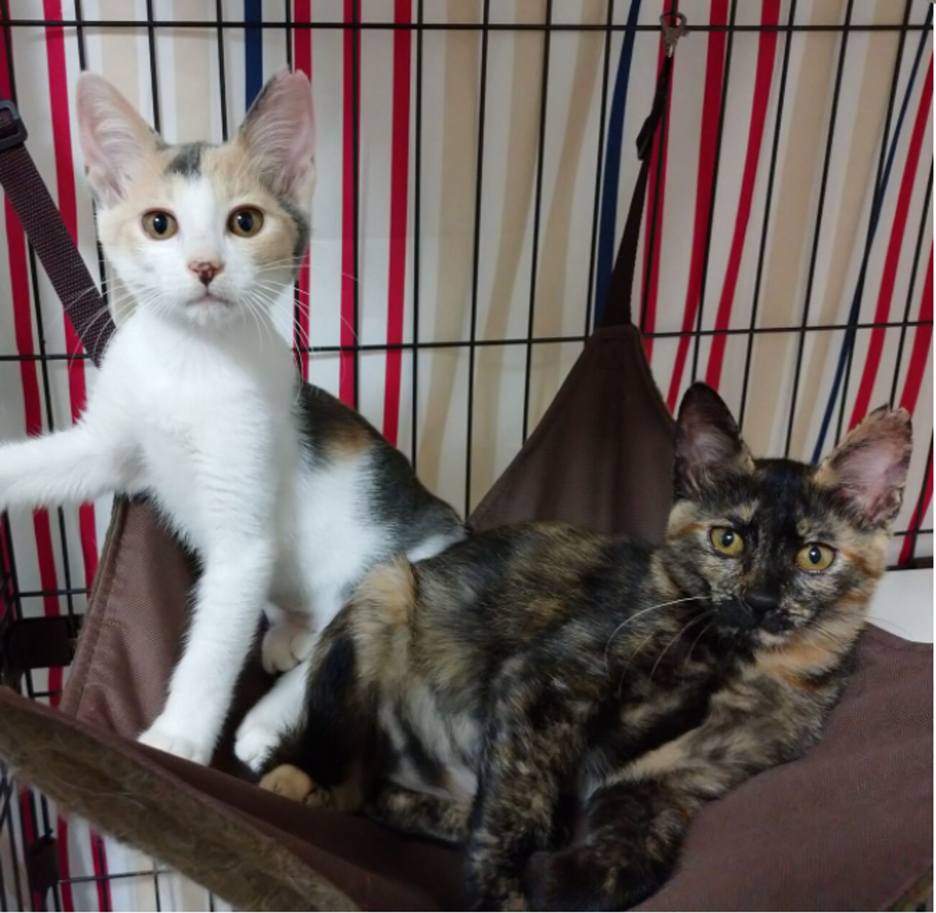 雑種（ミックス猫）・メスの里親募集の写真