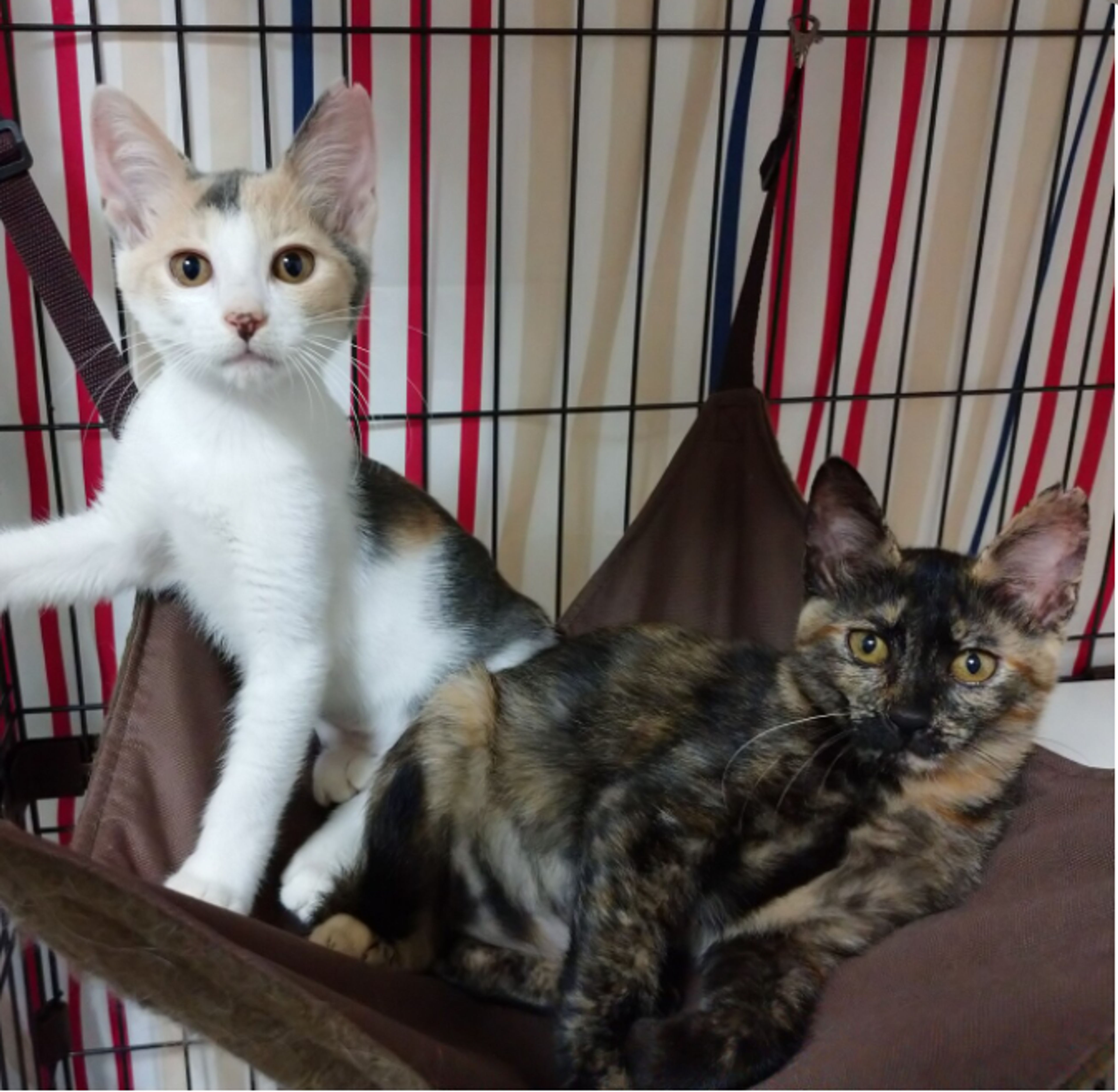 雑種（ミックス猫）・メスの里親募集の写真