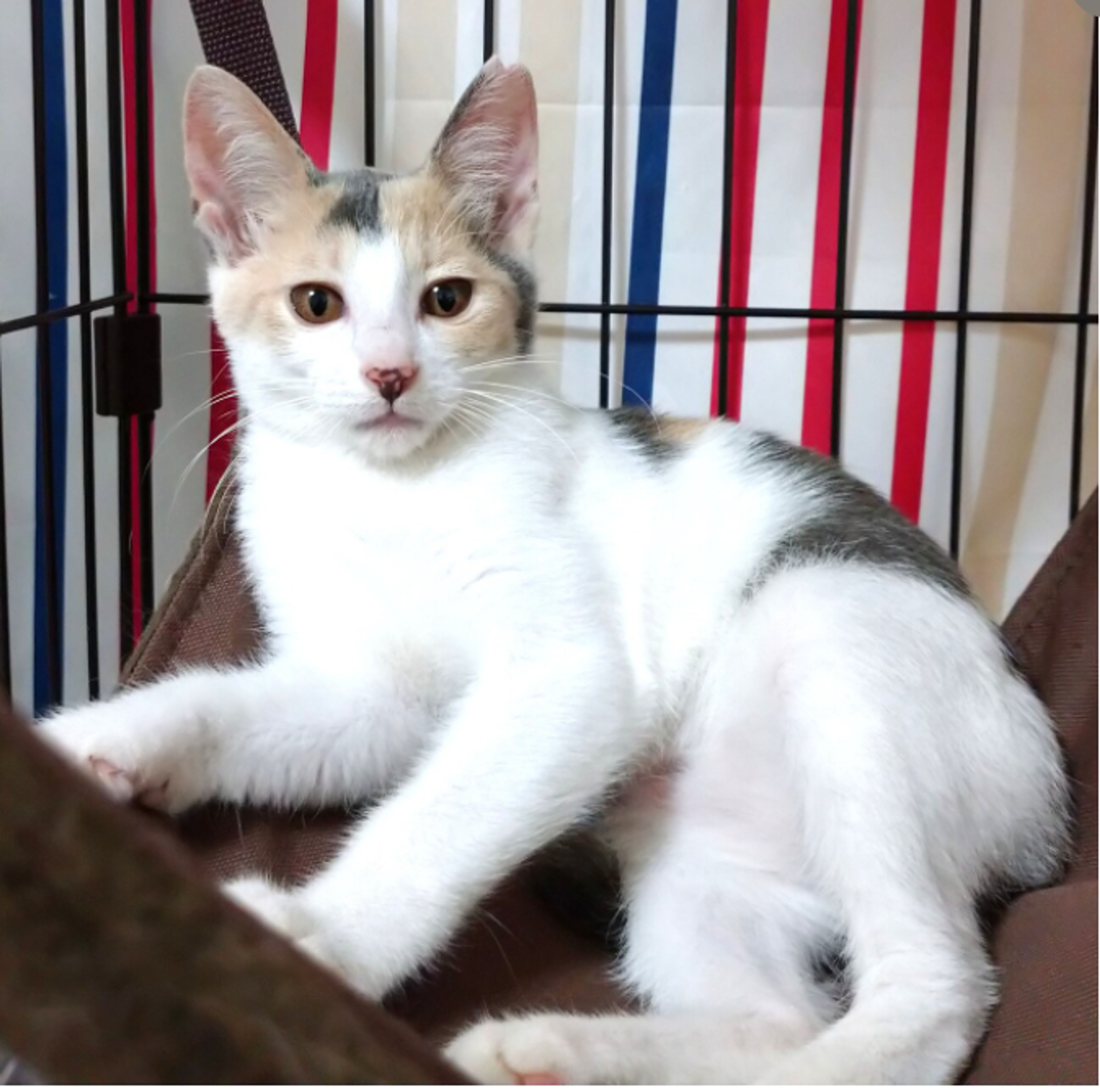 pet-image-5