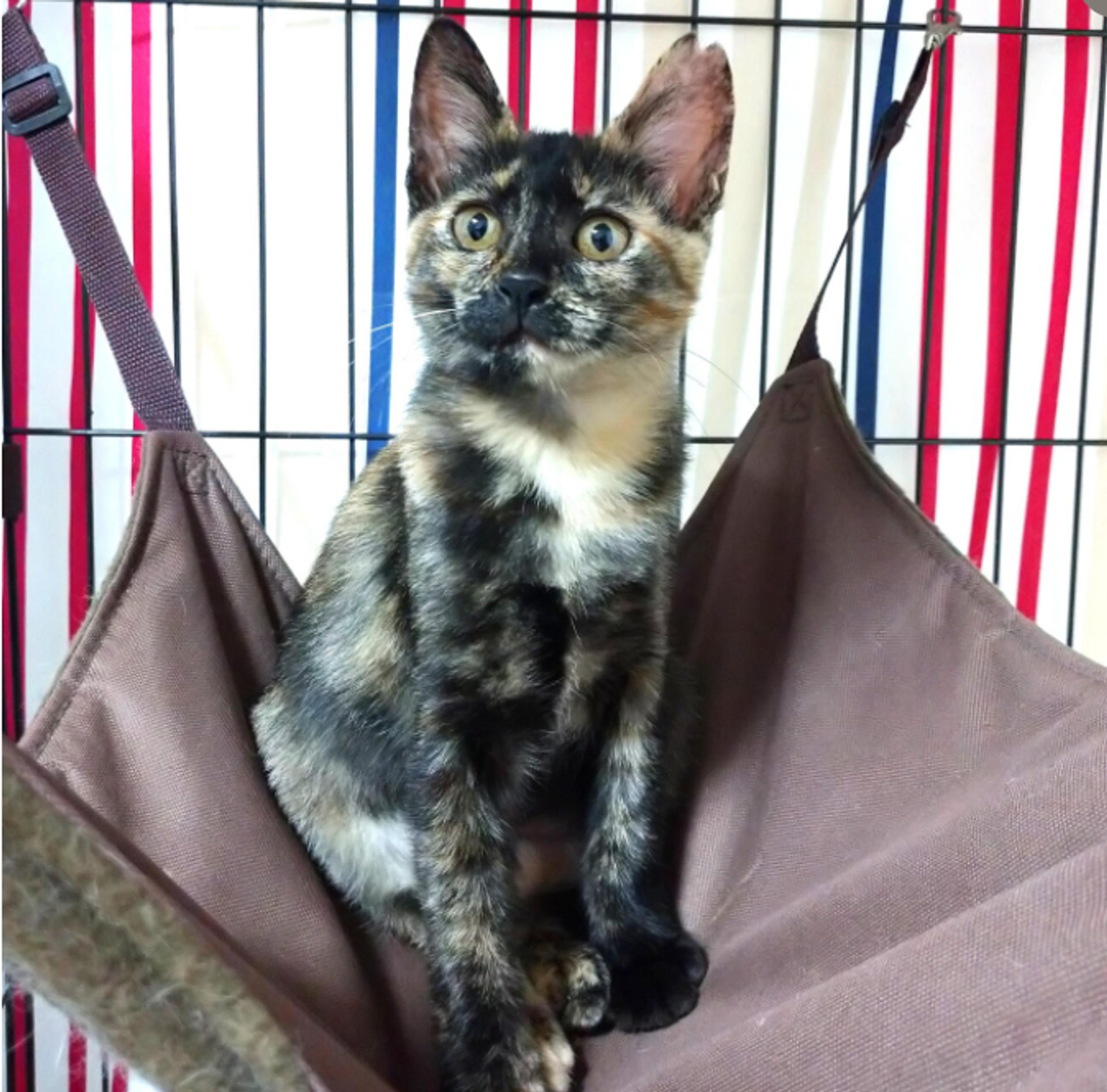 pet-image-7